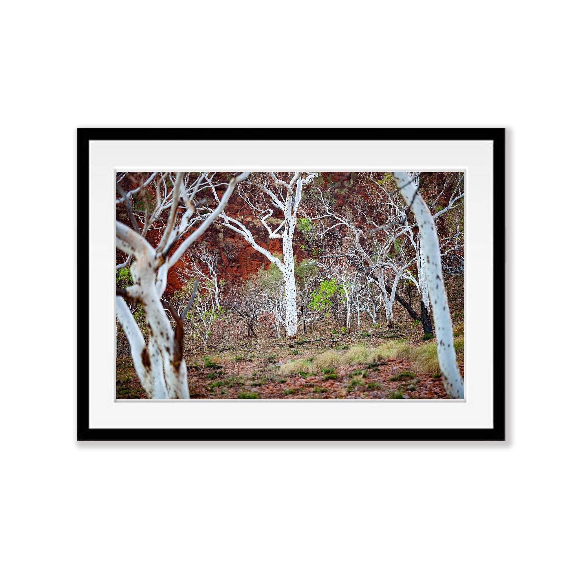 Spotted Gum - The Kimberley, WA