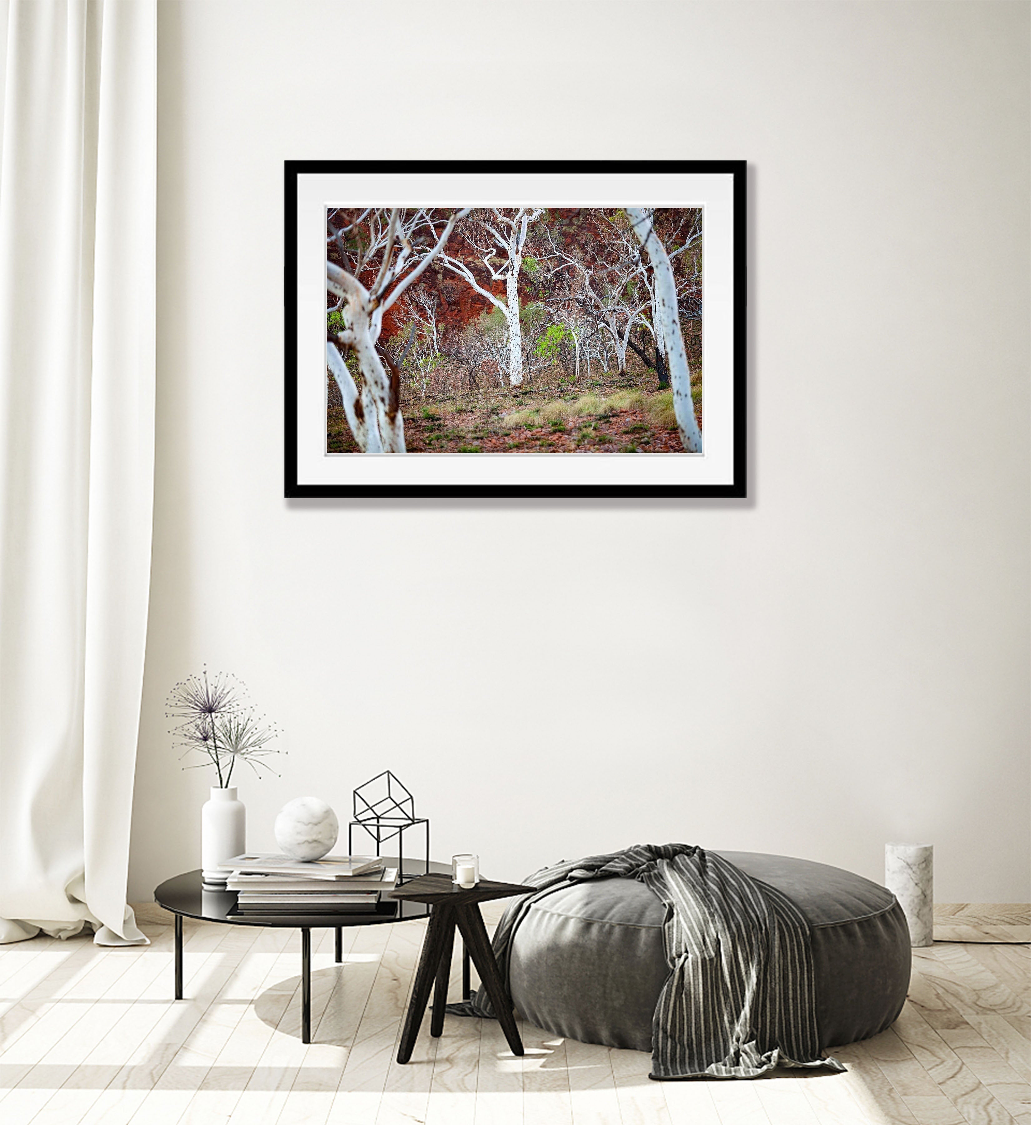 Spotted Gum - The Kimberley, WA