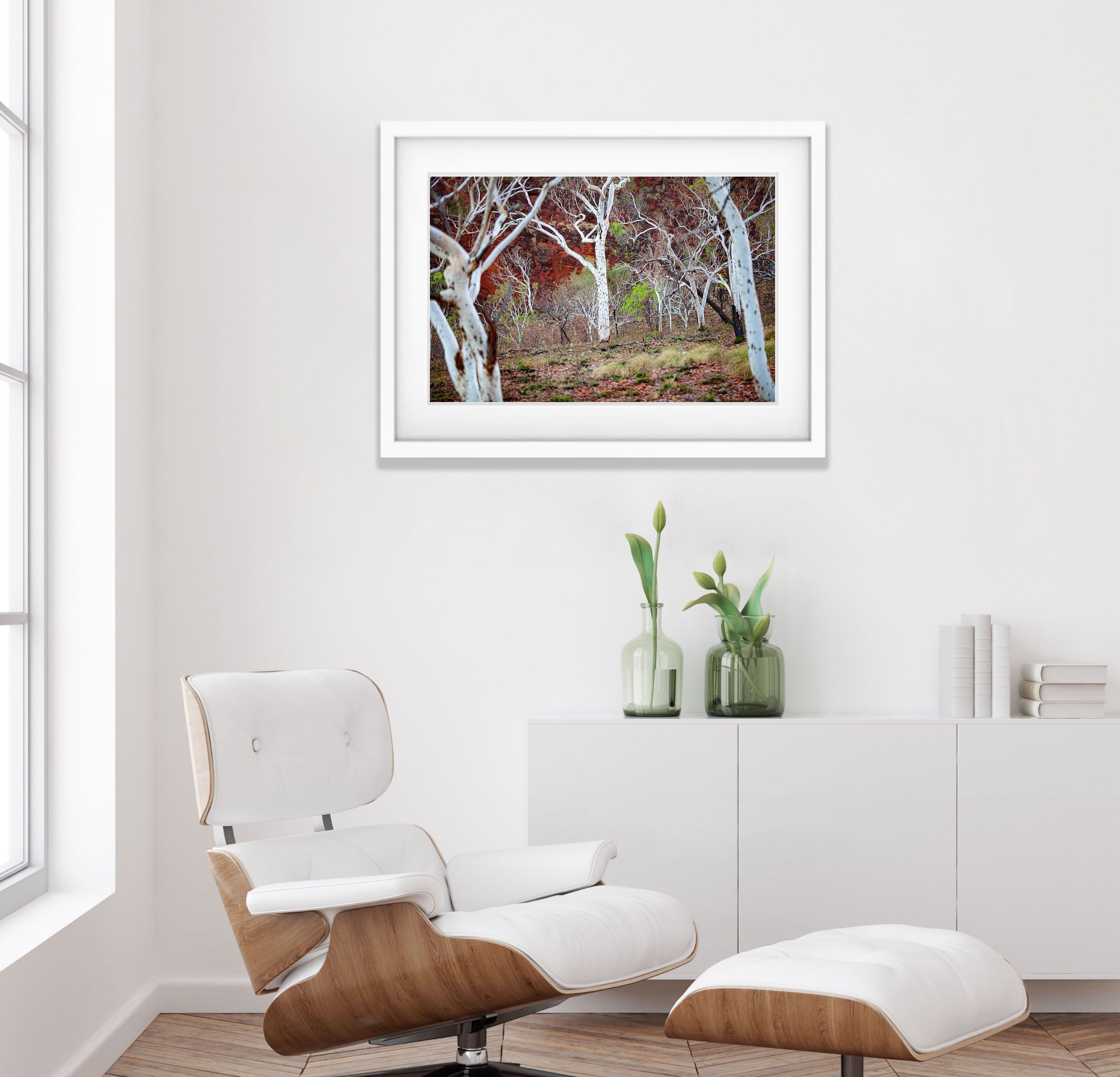 Spotted Gum - The Kimberley, WA