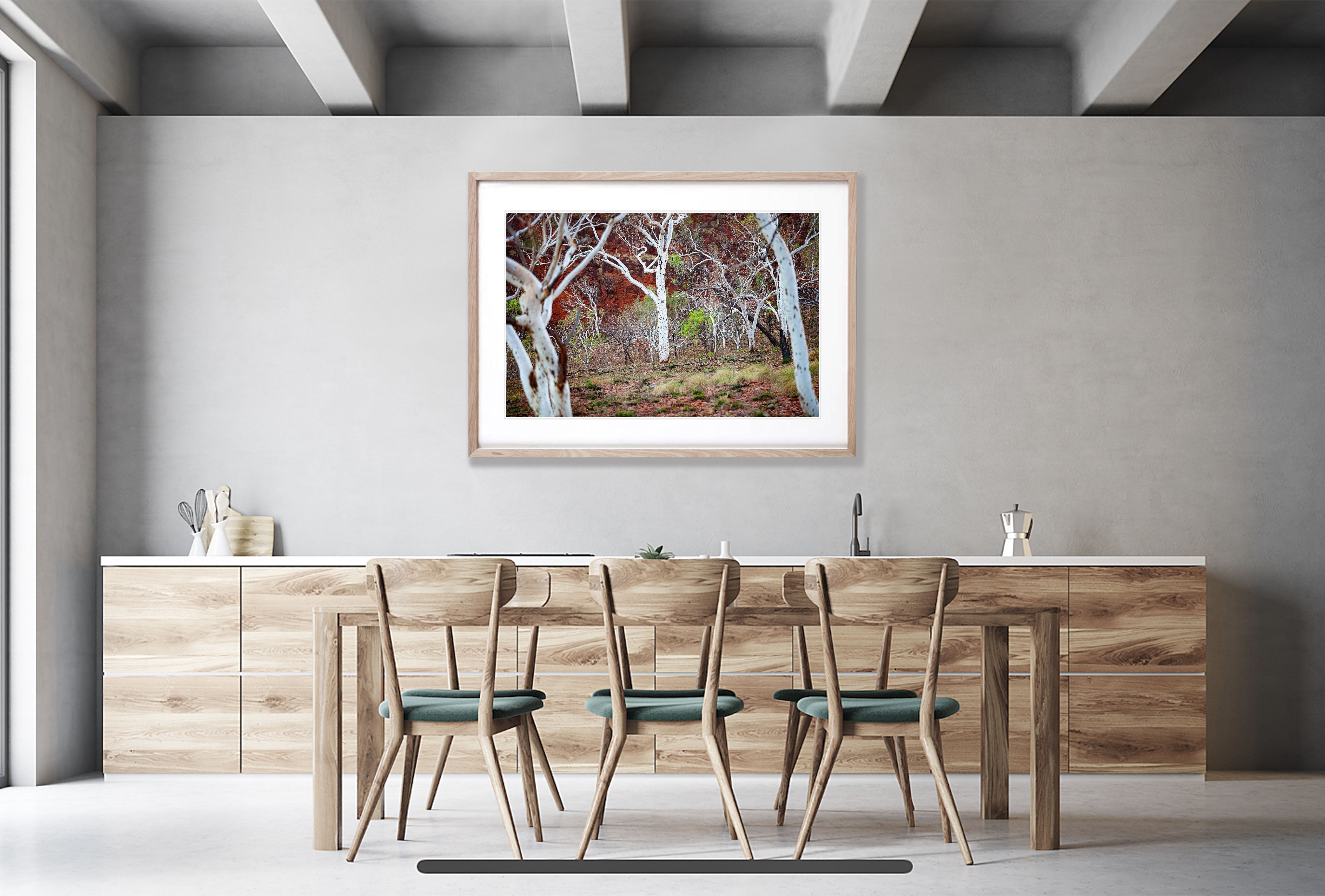 Spotted Gum - The Kimberley, WA