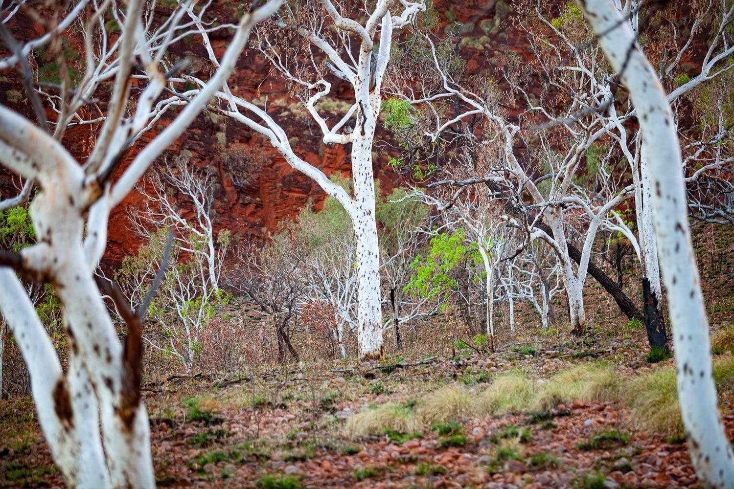 A gum tree forest with some reddish bushes, Spotted Gum - The Kimberley, WA