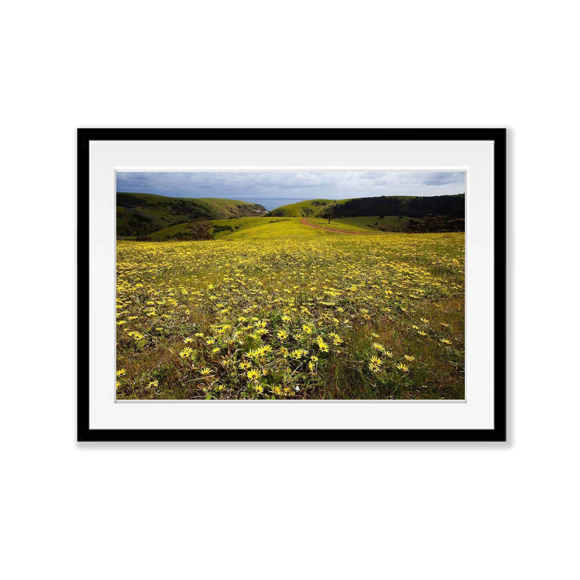 Spring Flowers, Kangaroo Island, South Australia