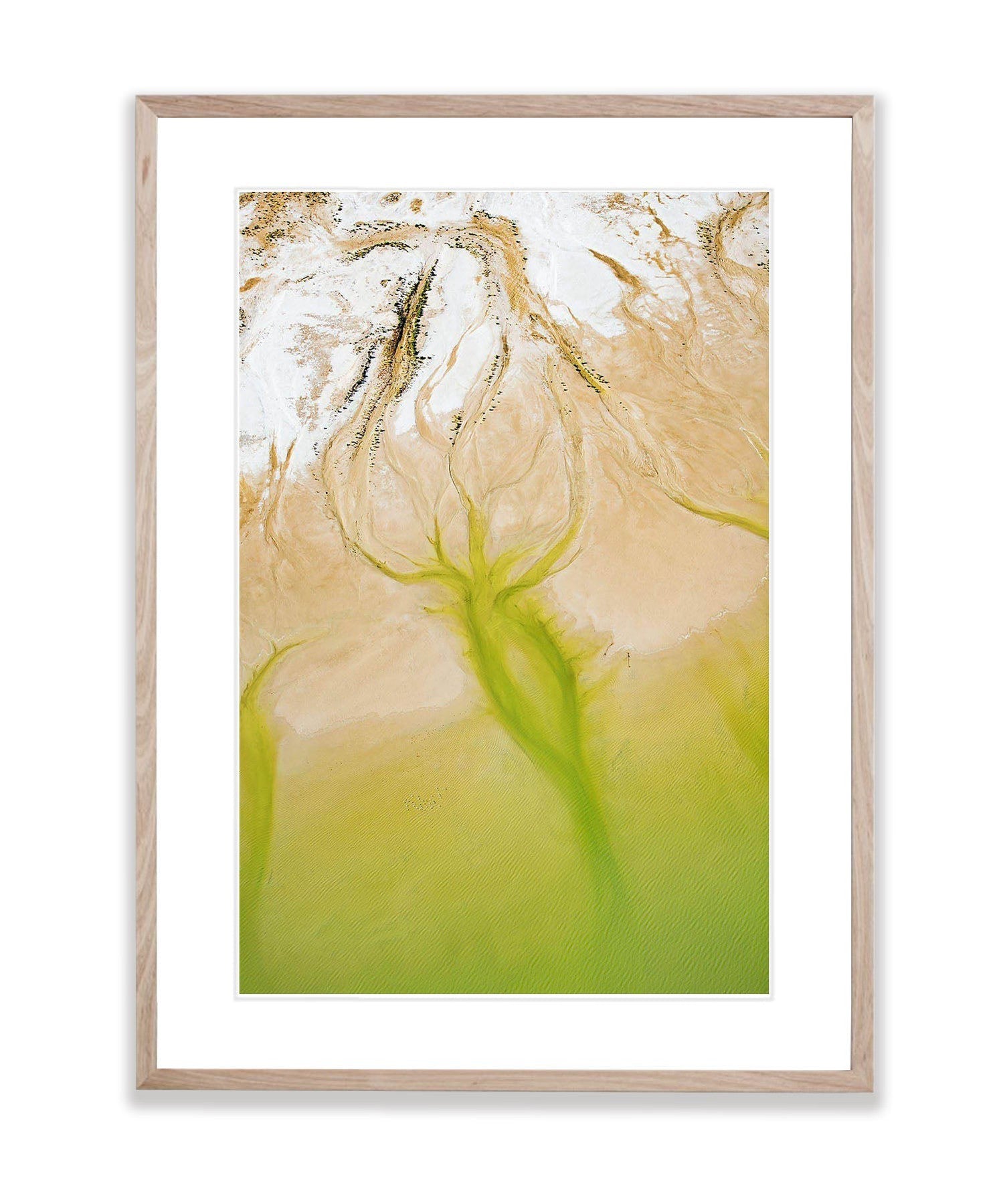 Squid, Lake Eyre, SA