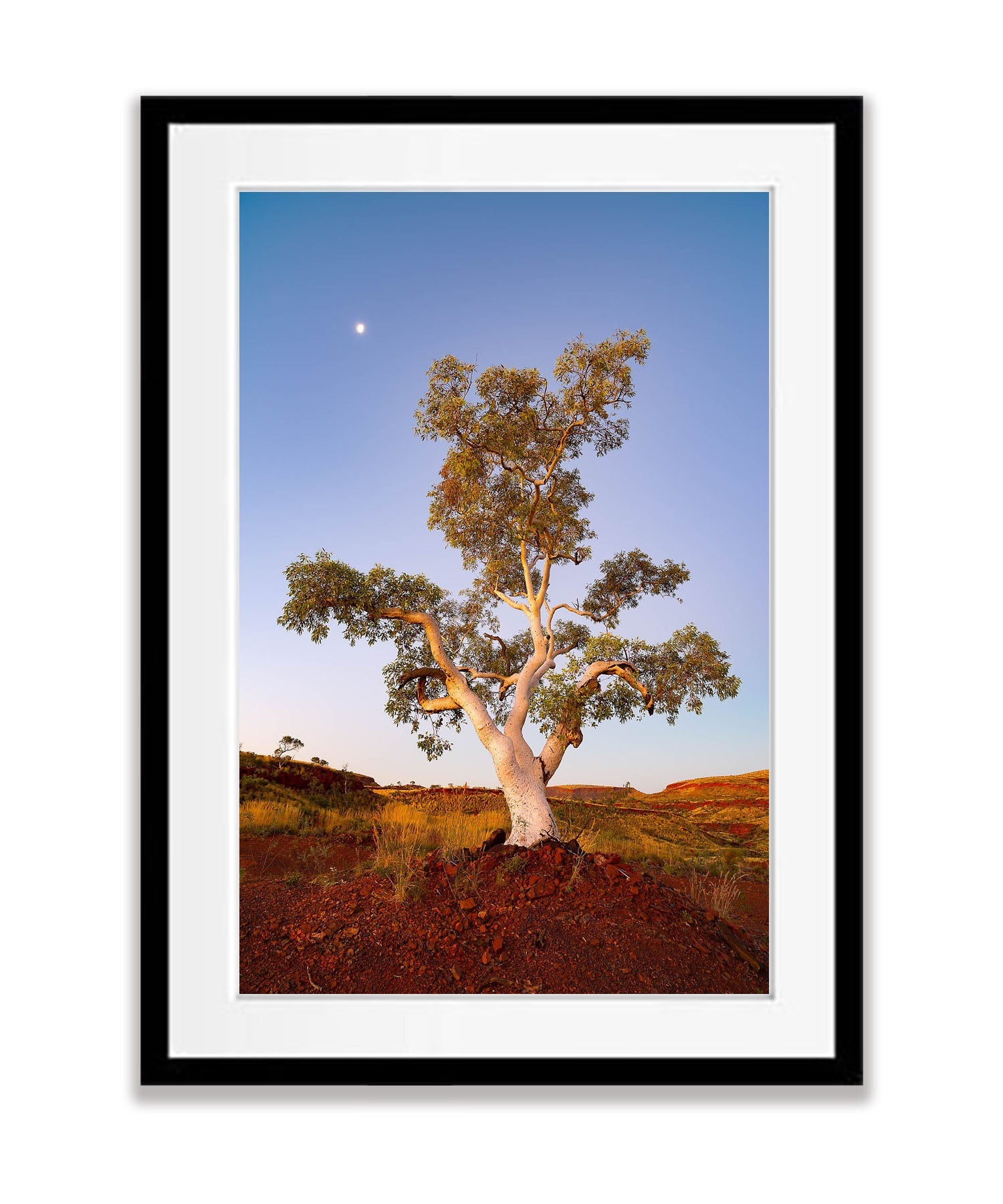 Standing Proud, Snappy Gum, Karijini, The Pilbara