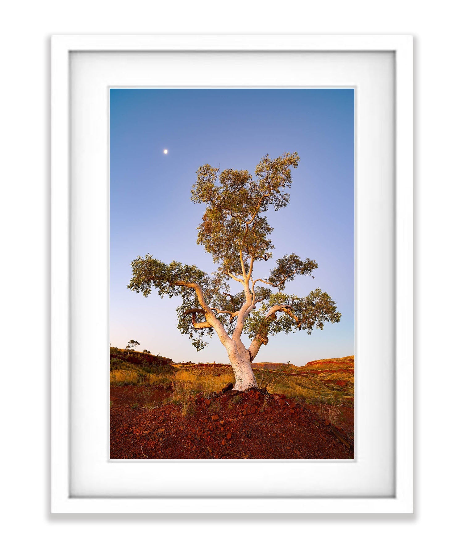 Standing Proud, Snappy Gum, Karijini, The Pilbara