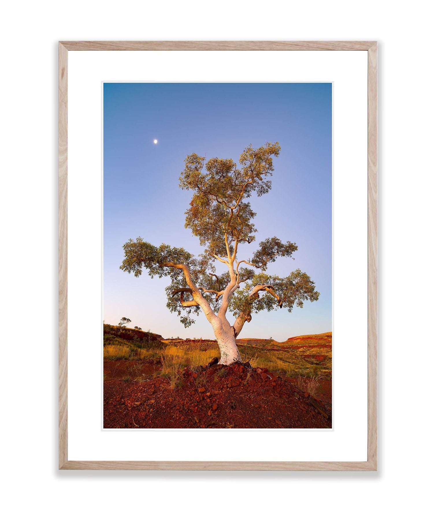 Standing Proud, Snappy Gum, Karijini, The Pilbara