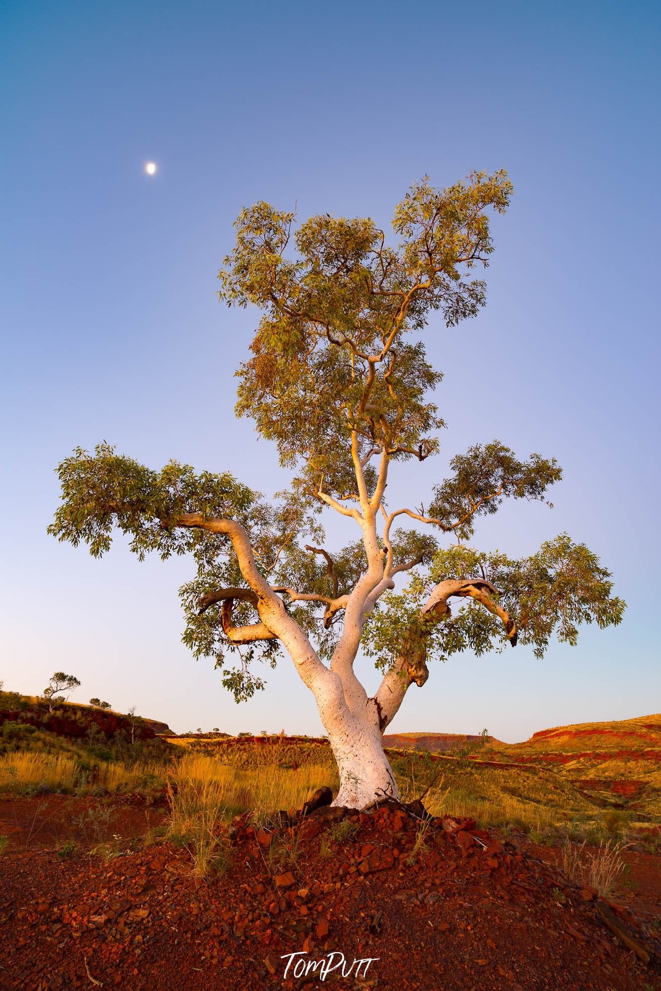 Standing Proud, Snappy Gum, Karijini, The Pilbara