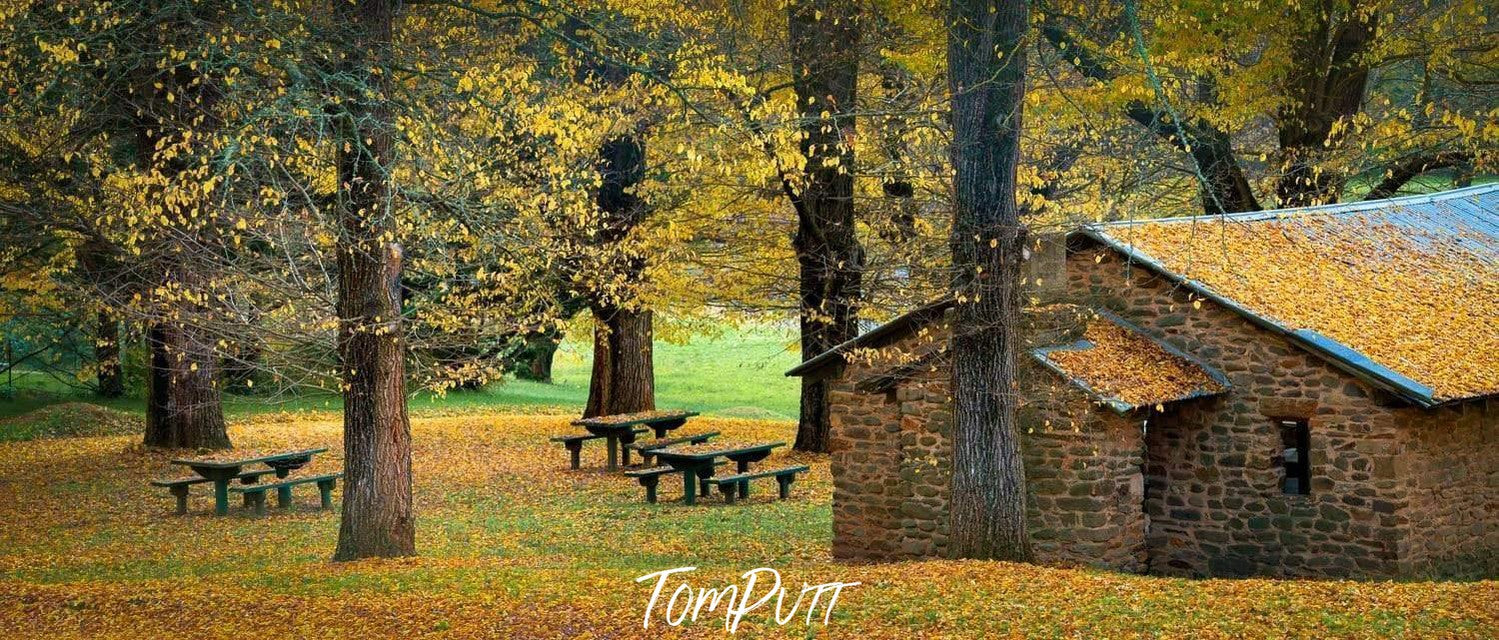 Golden house in a golden greenery area with standing trees and a lot of leaves on the ground, Stone Hut Bright Victoria Art