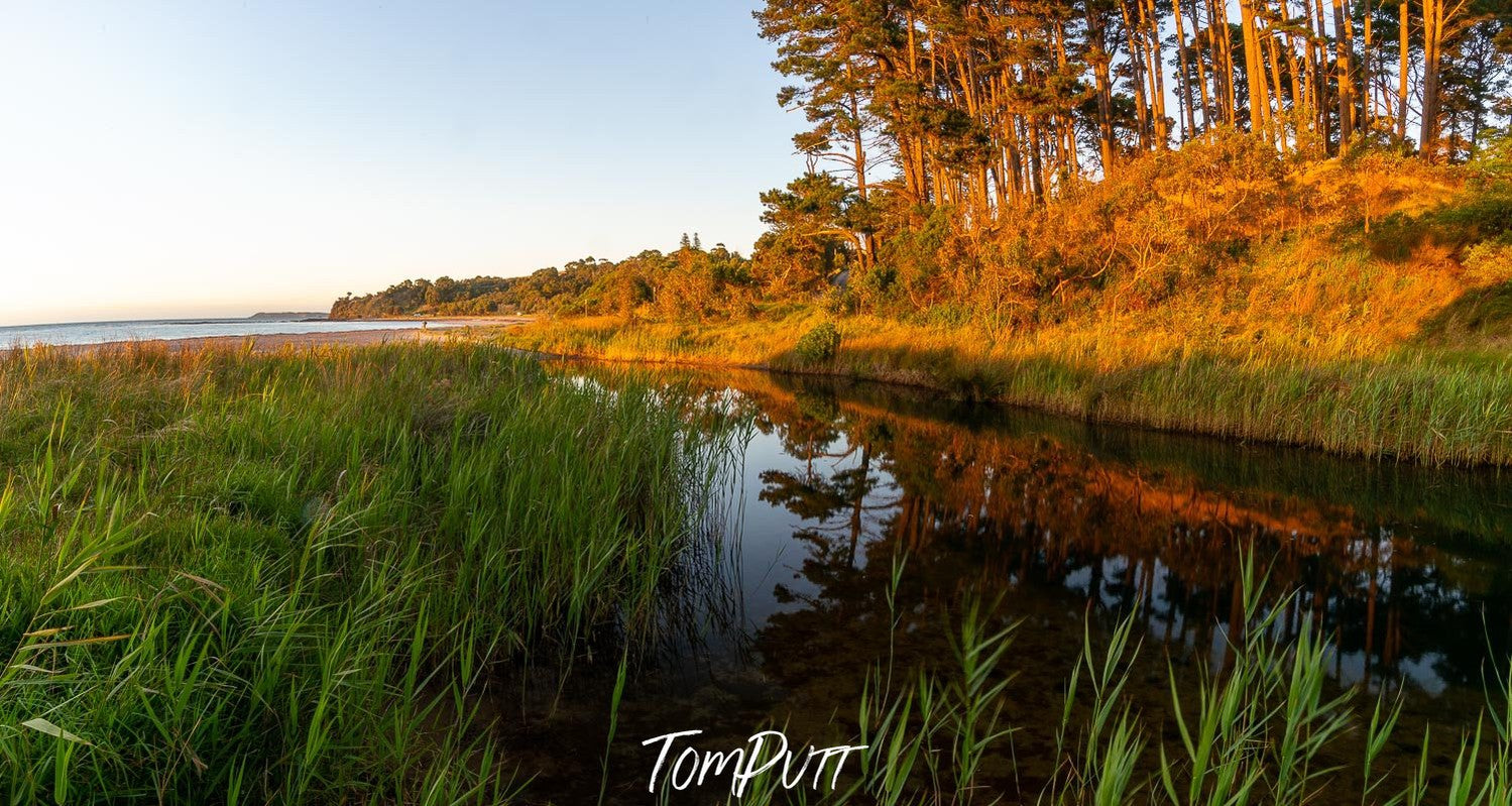 Long grass and bushes on a lake corner, with thick green mound beside, Stony Creek, Shoreham - Mornington Peninsula VIC