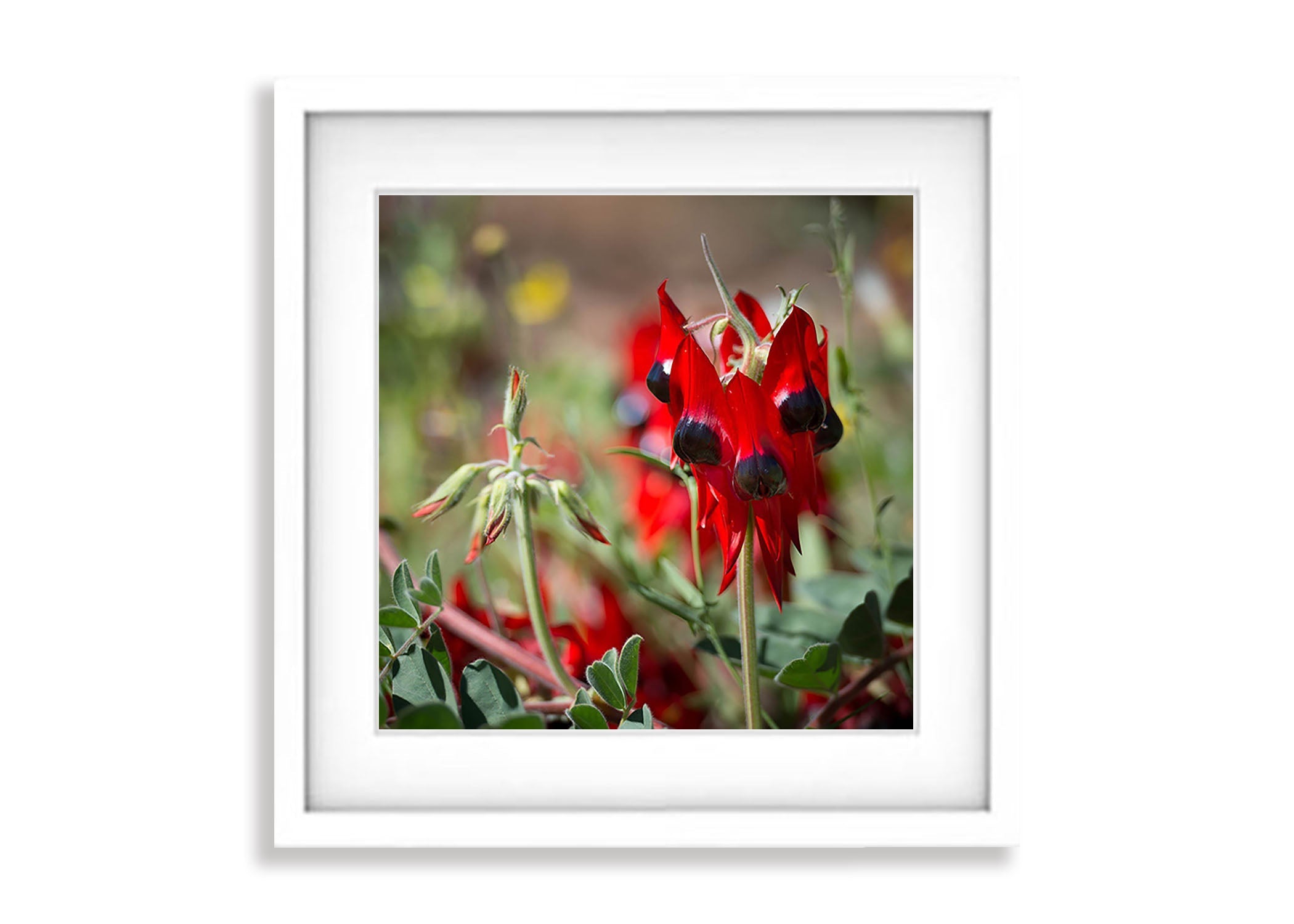 Sturt Desert Pea - Red Centre NT
