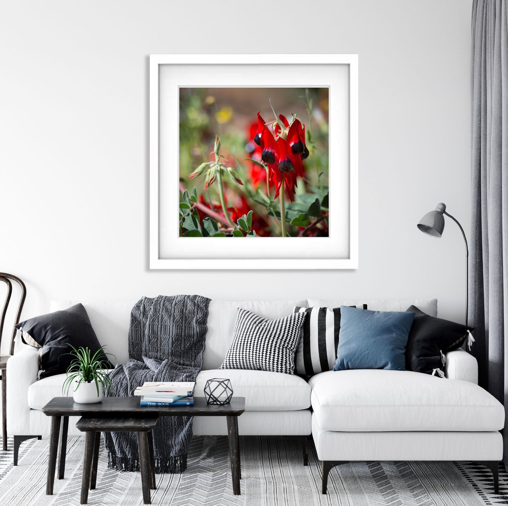 Sturt Desert Pea - Red Centre NT
