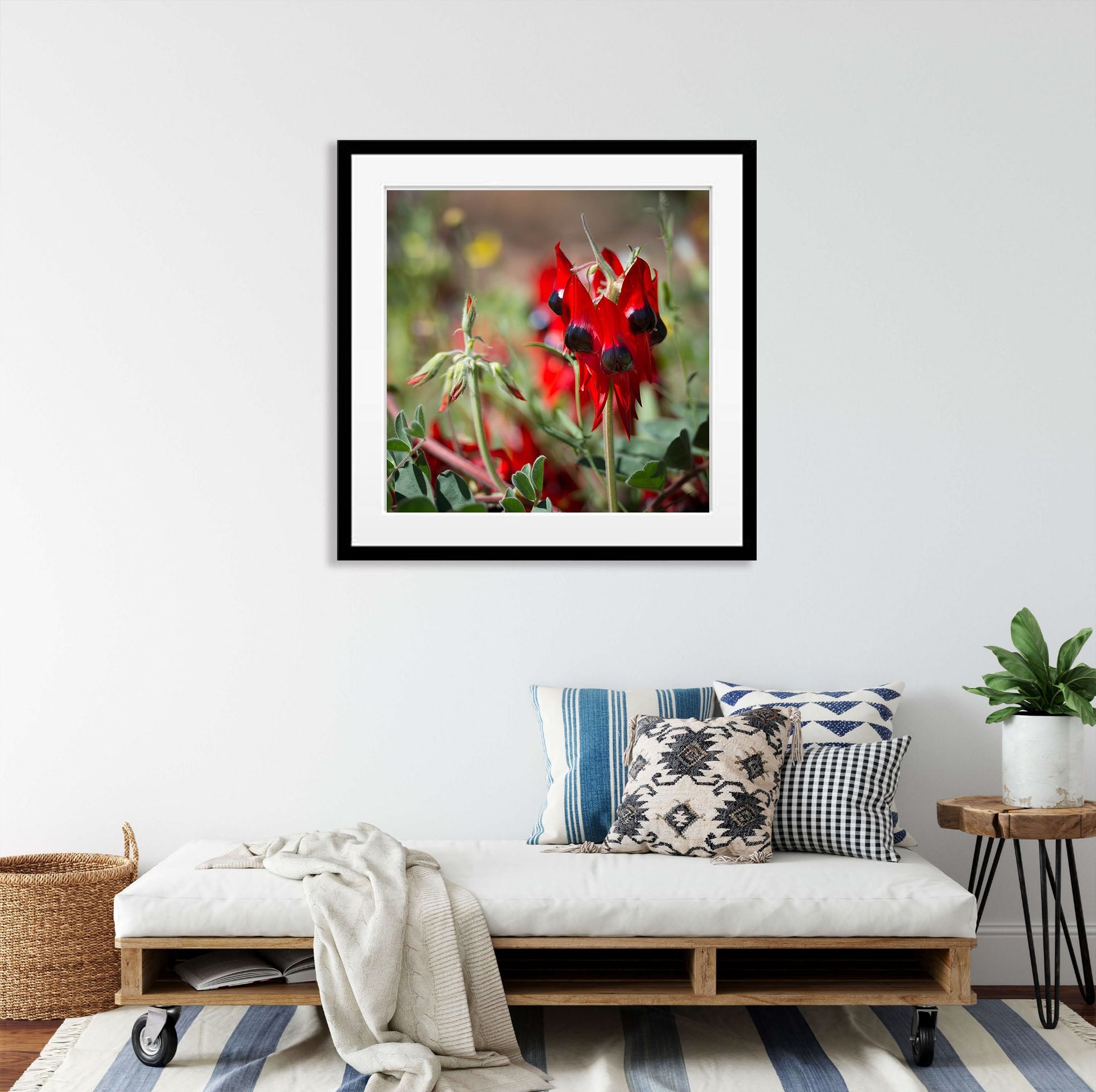 Sturt Desert Pea - Red Centre NT