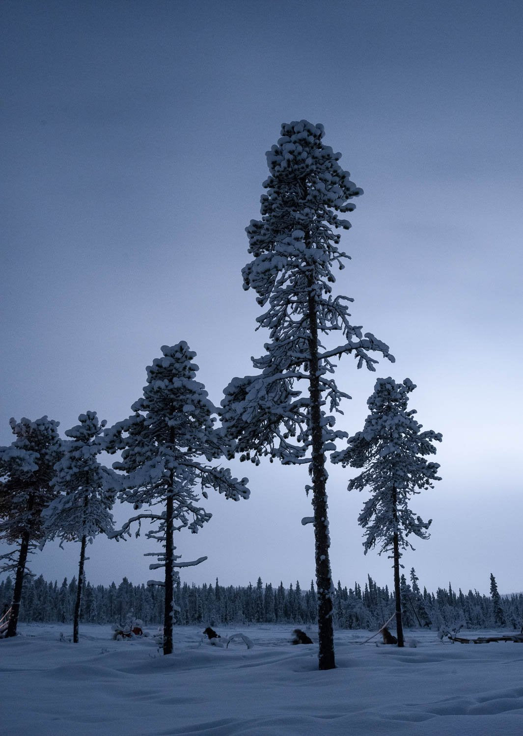 Long-standing trees covered with snow, Sweden #14