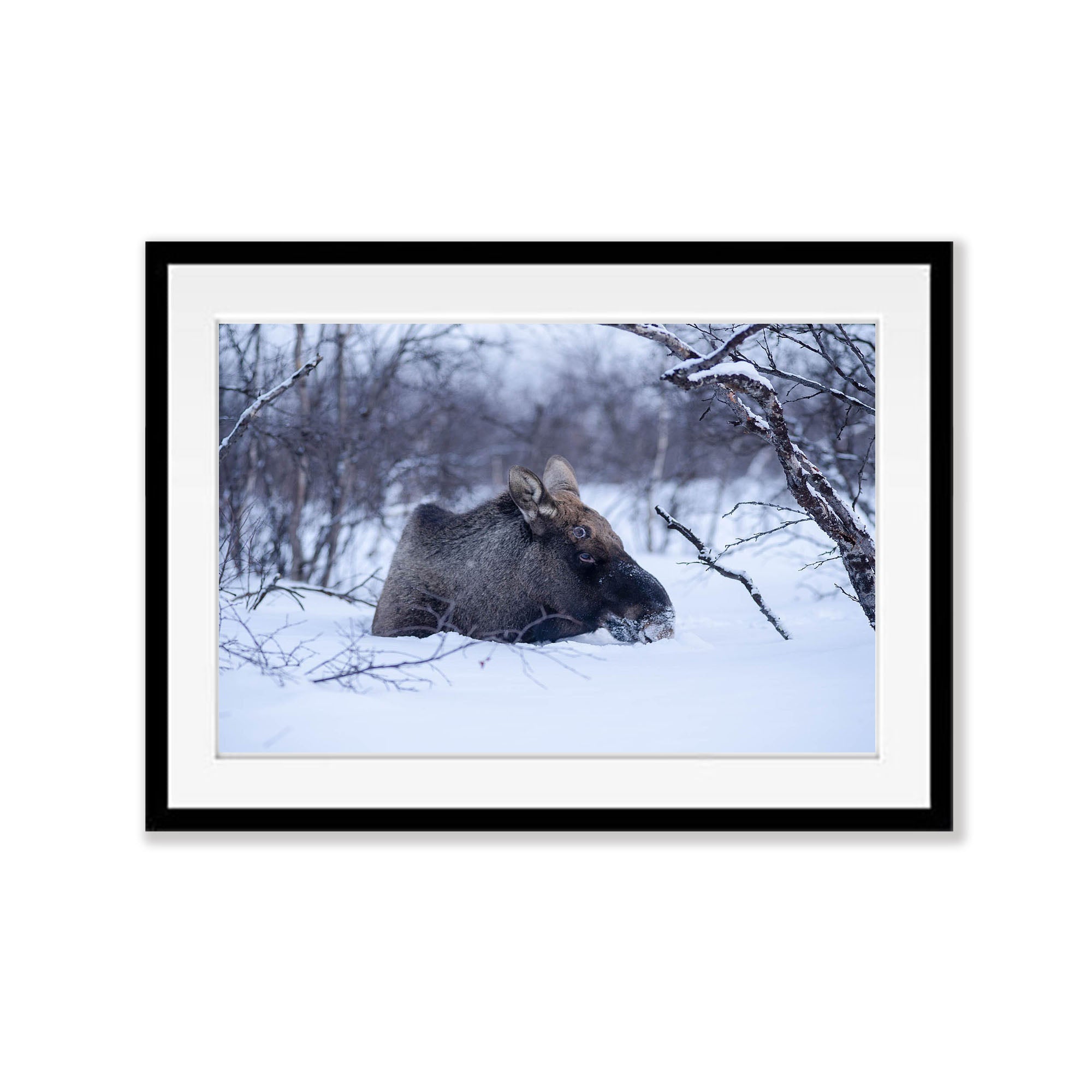 Moose, Sweden
