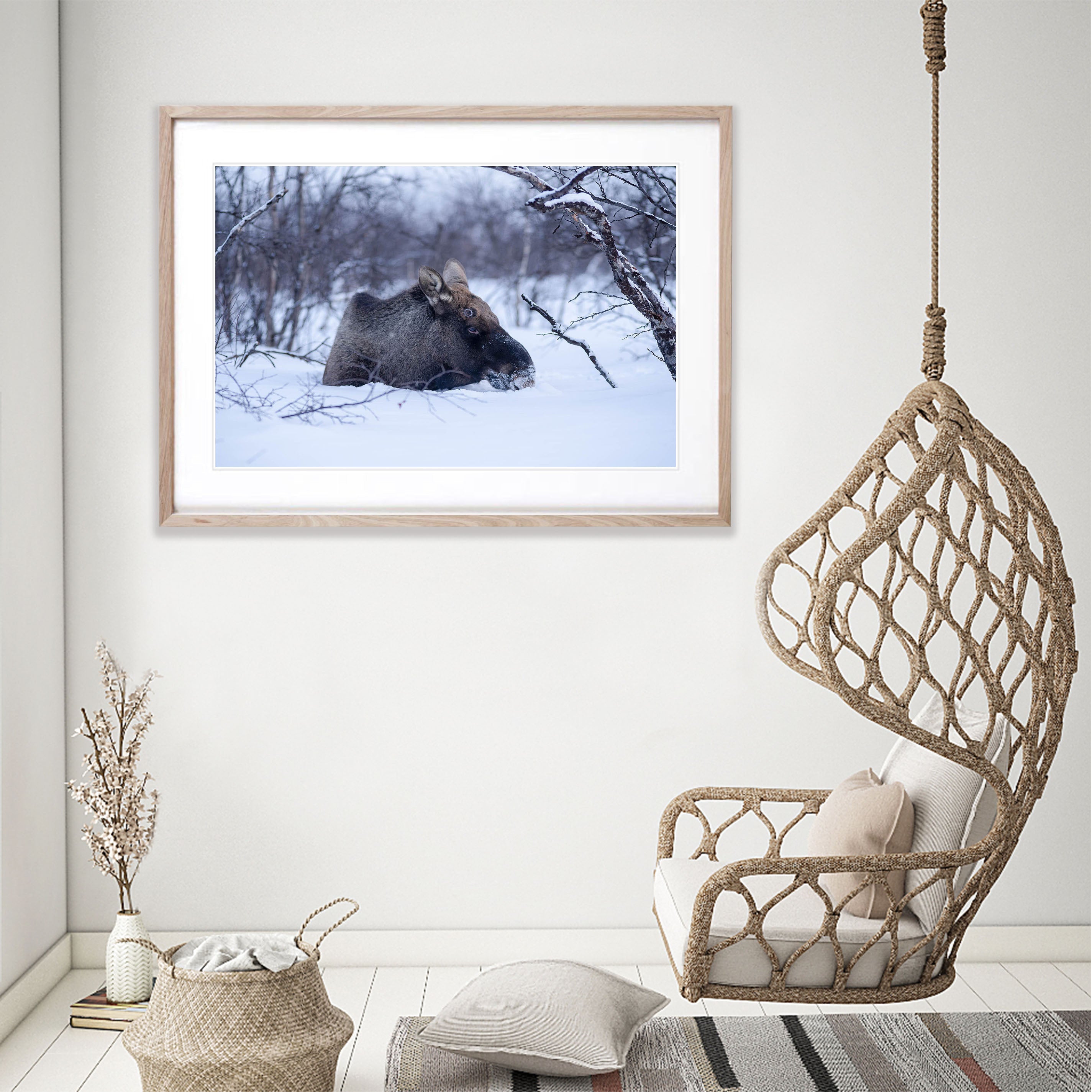 Moose, Sweden