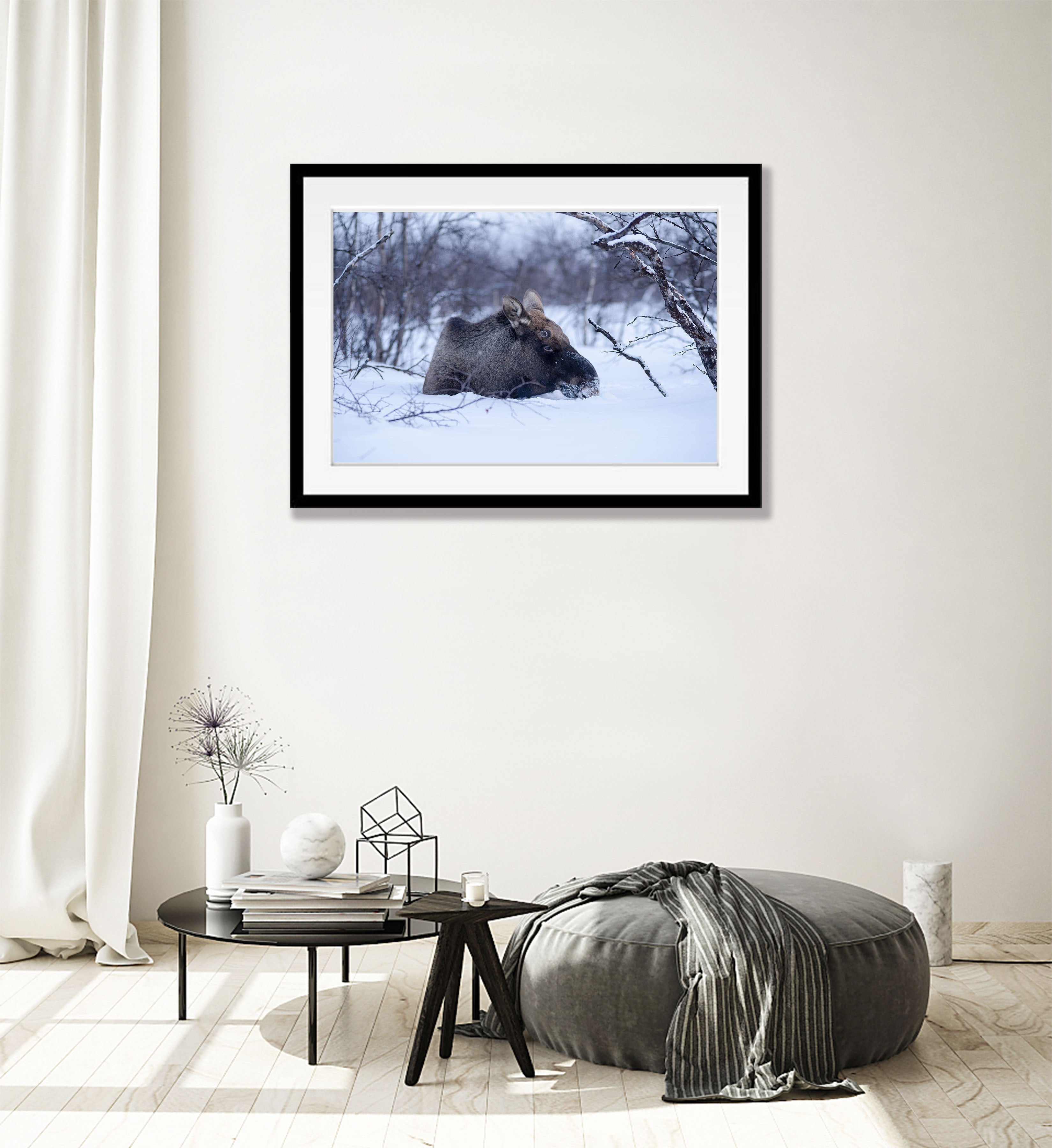 Moose, Sweden
