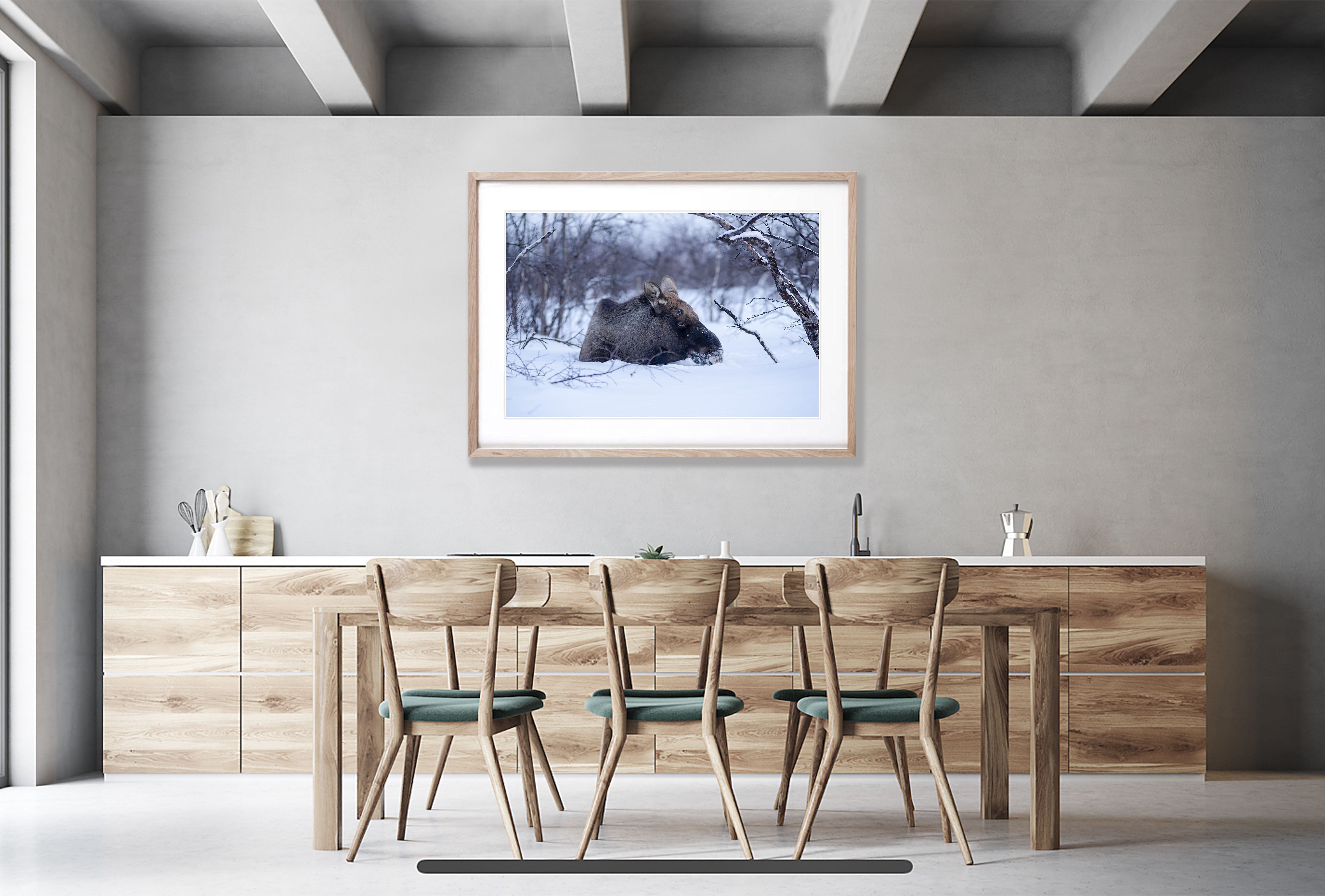 Moose, Sweden