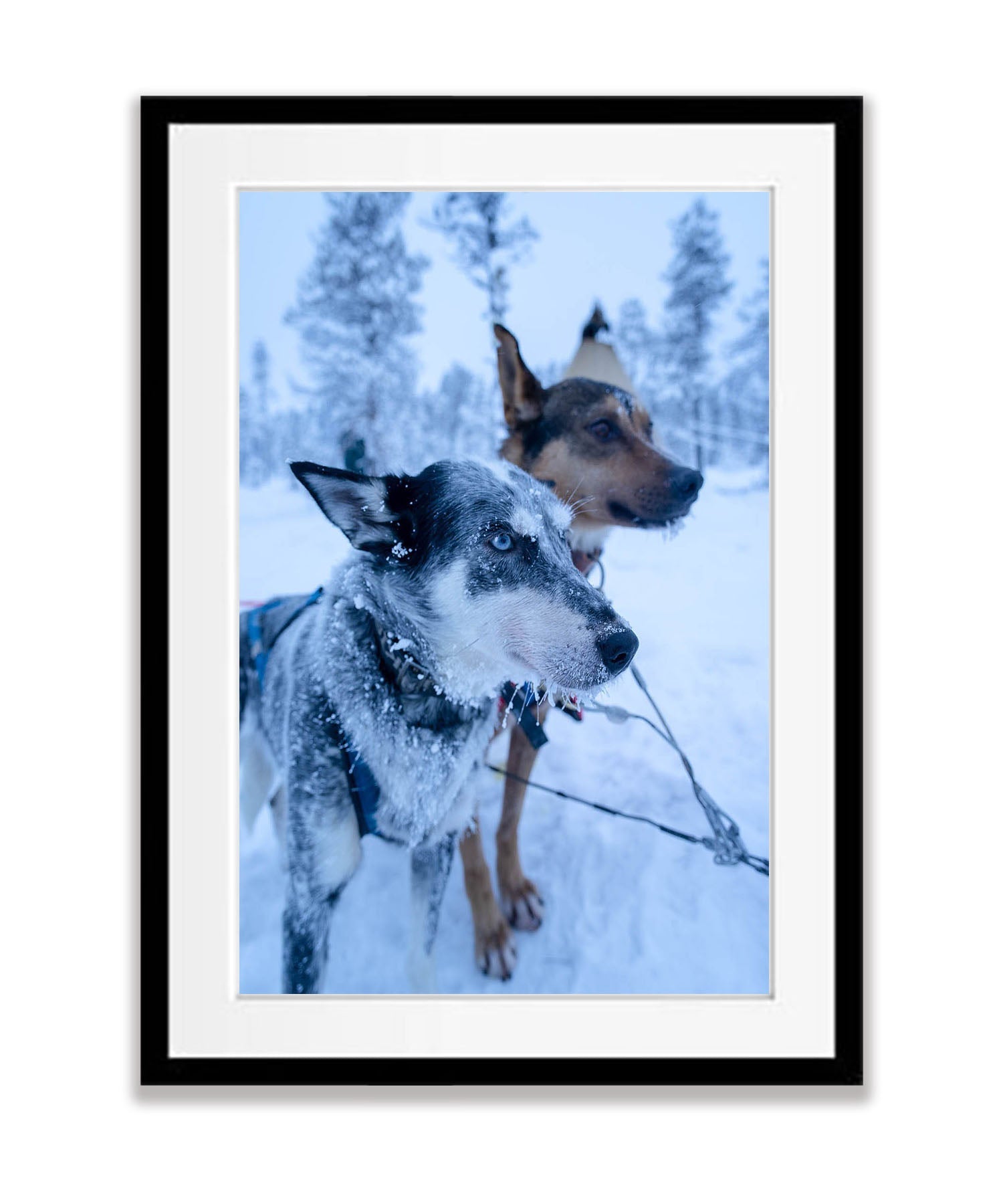 Snow Dogs, Sweden