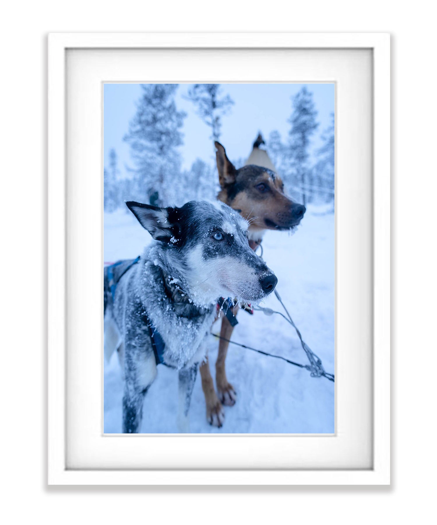 Snow Dogs, Sweden