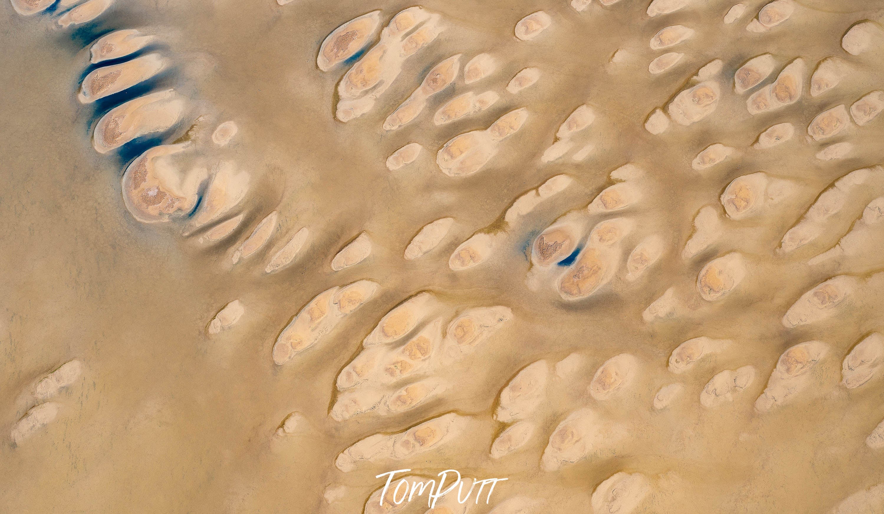 Tadpoles, Madigan Gulf, Lake Eyre, SA