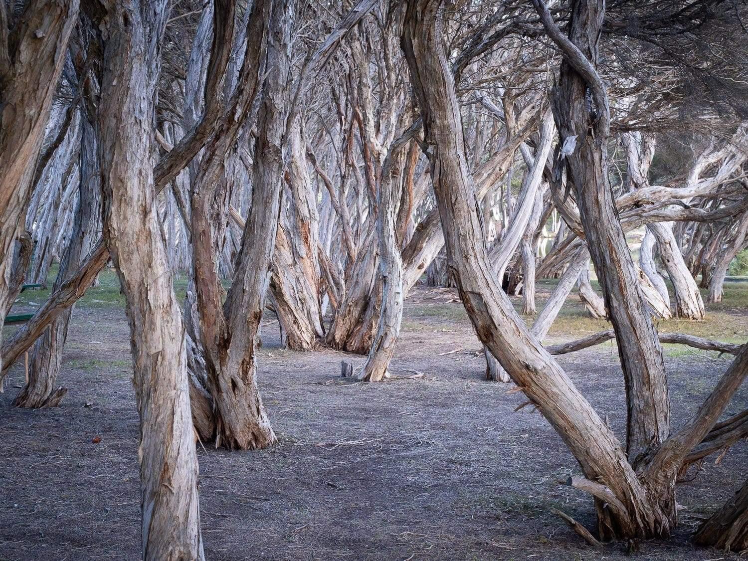 A lot of empty trees in a forest, Tea Tree - Kangaroo Island SA