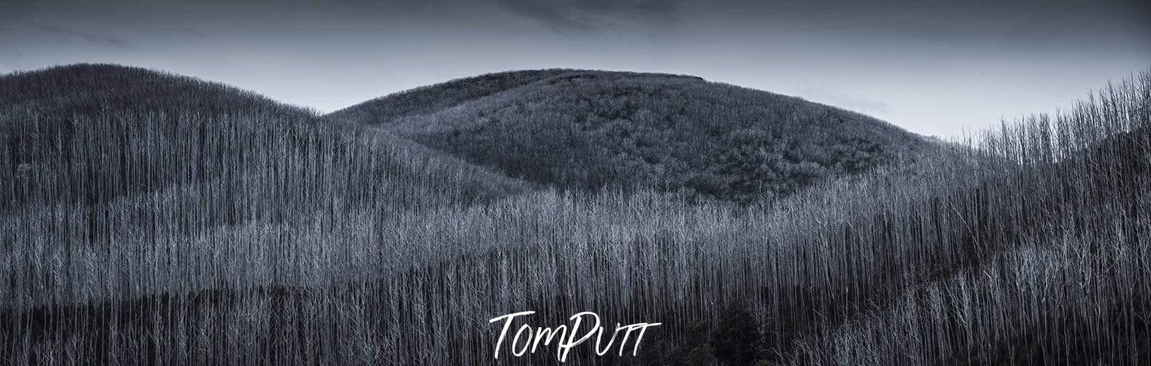 Standing wooden bushes with low colors, The Aftermath - Victorian High Country