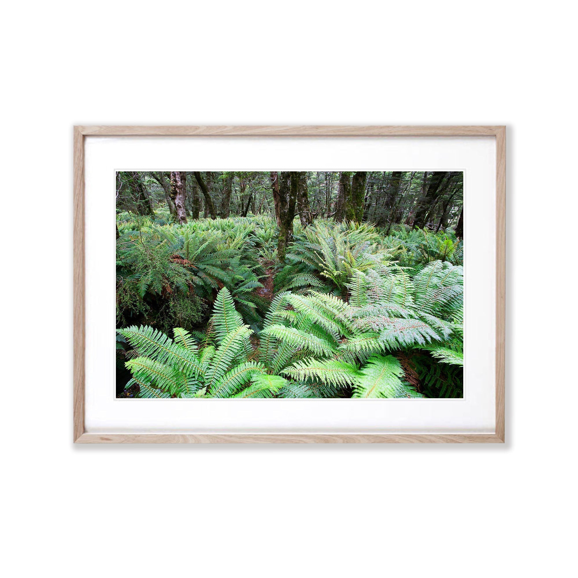 The Routeburn Fern Forests, Routeburn Track - New Zealand