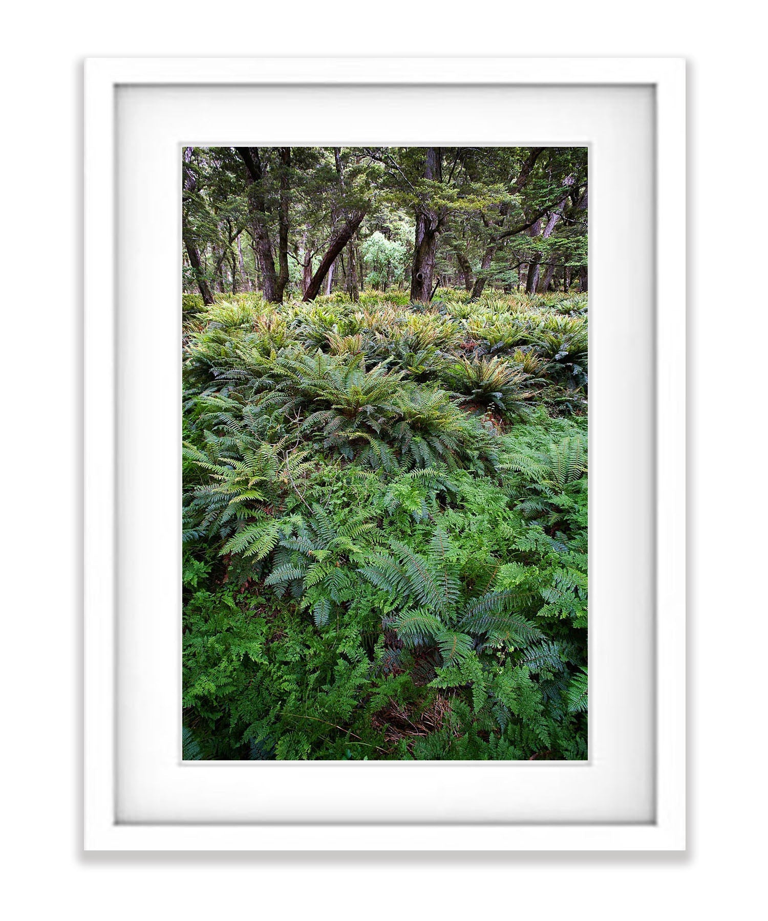 The Routeburn Rainforest, Routeburn Track - New Zealand