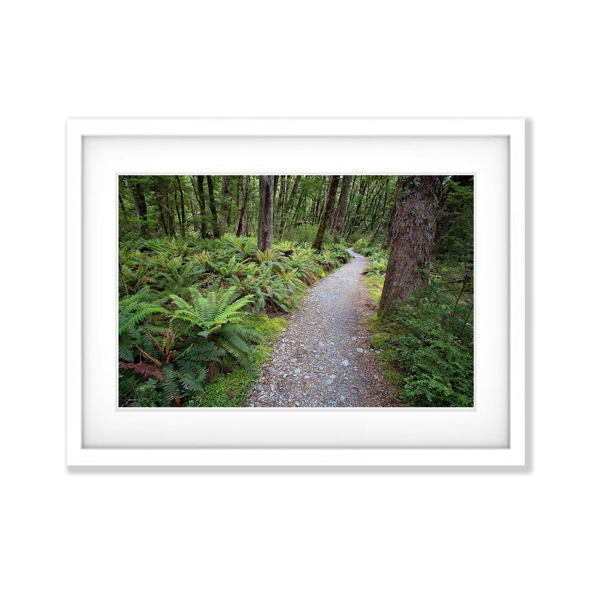 Serene Path, Routeburn Track, NZL