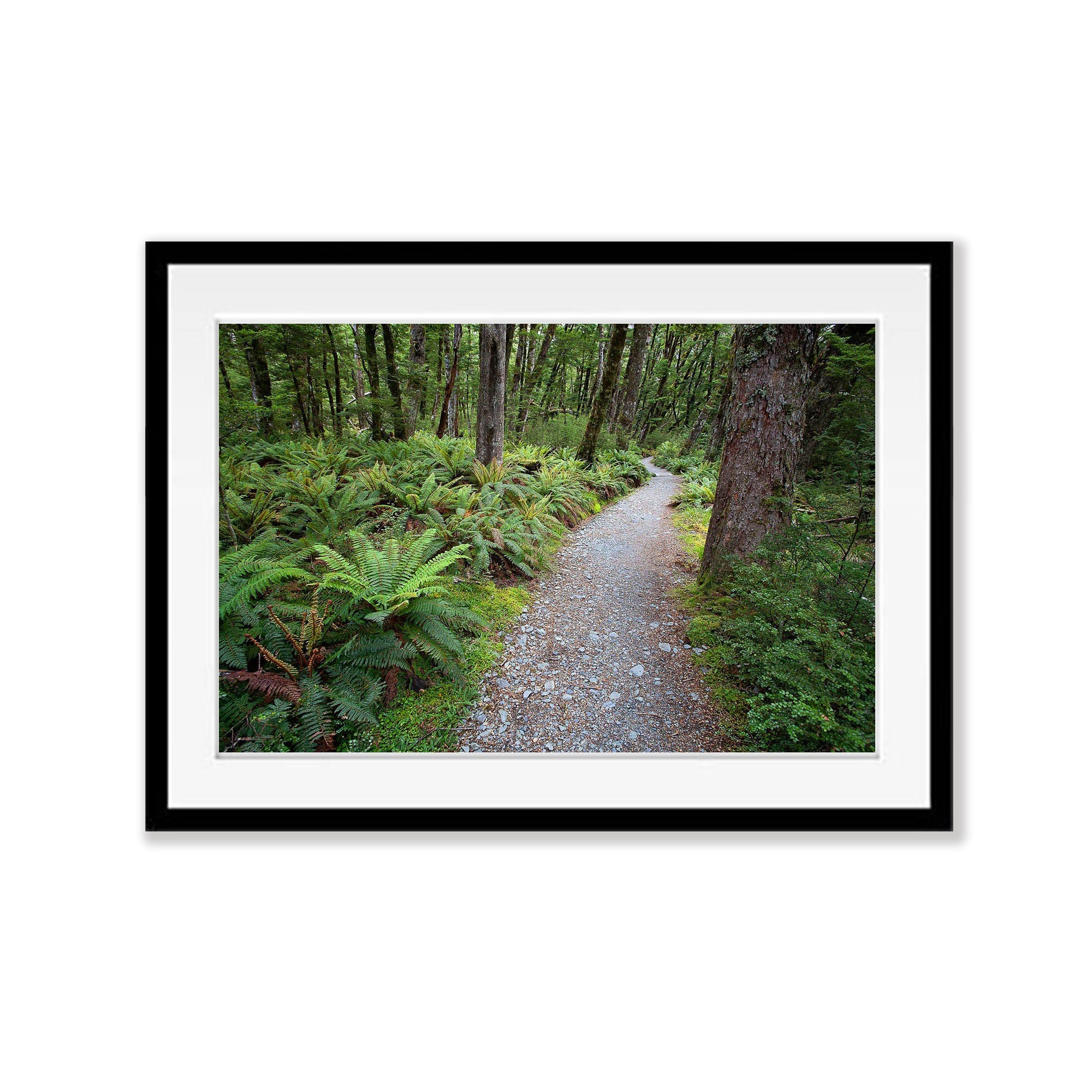 Serene Path, Routeburn Track, NZL