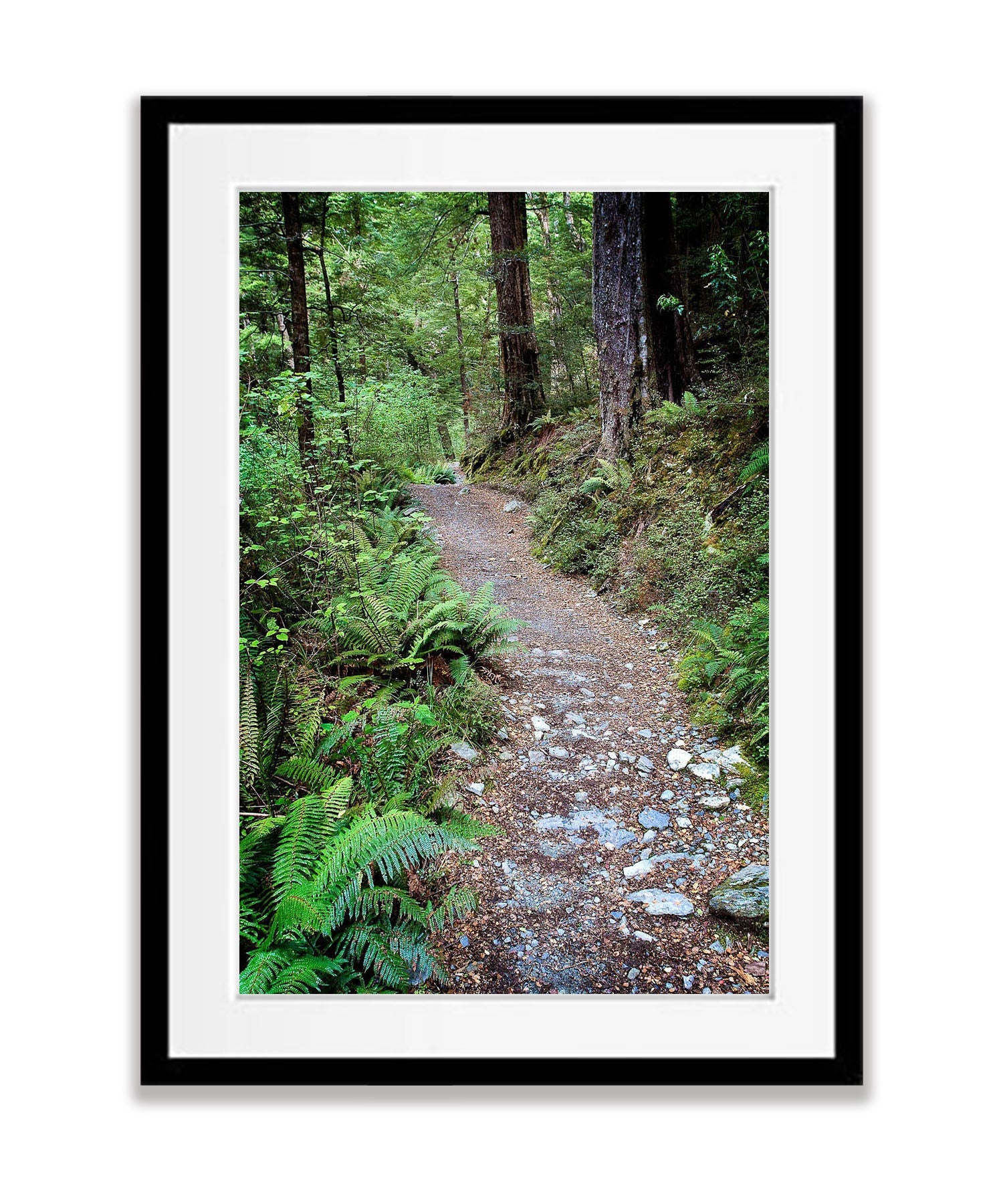 Journey Begins, Routeburn Track, NZL