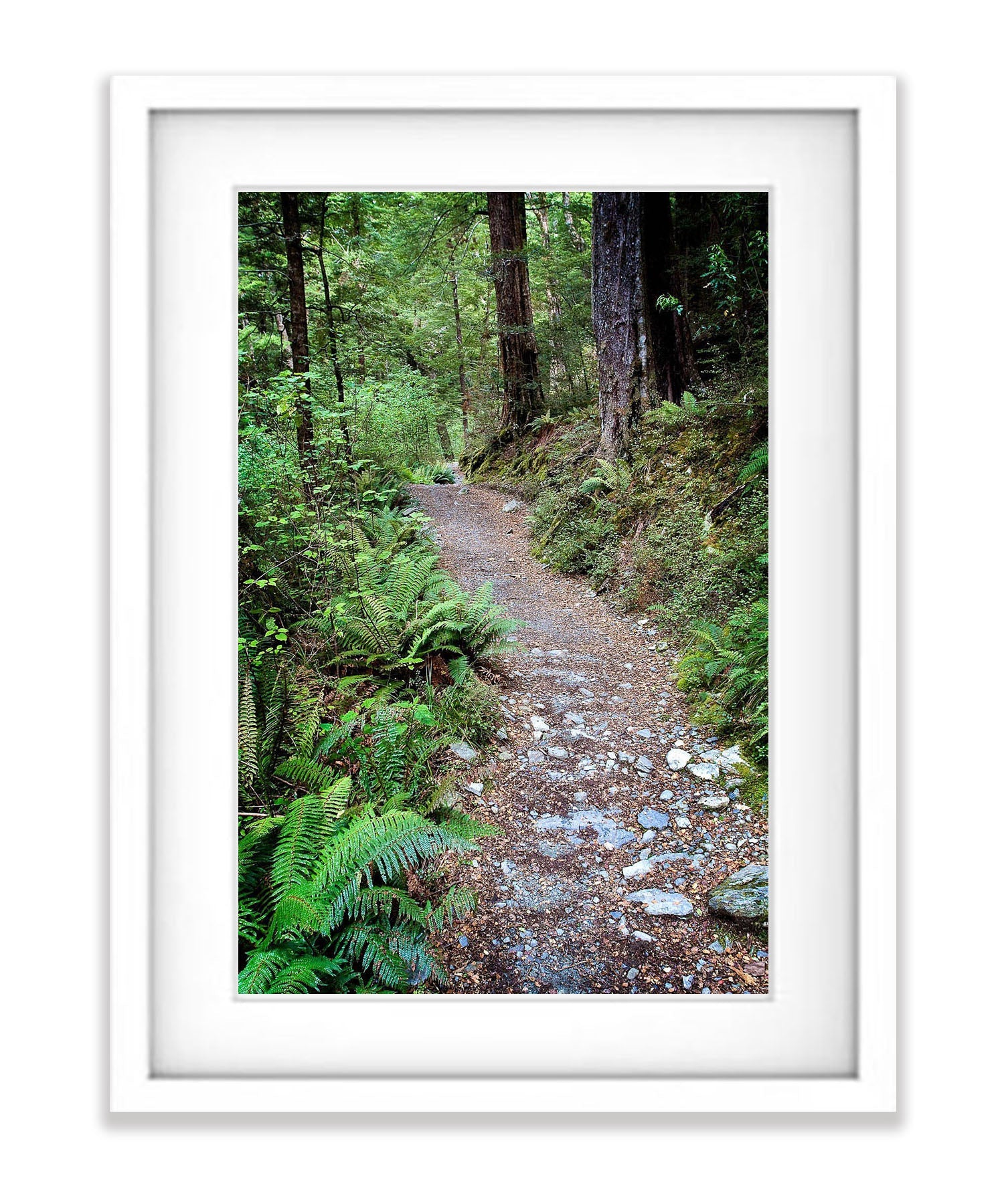 Journey Begins, Routeburn Track, NZL