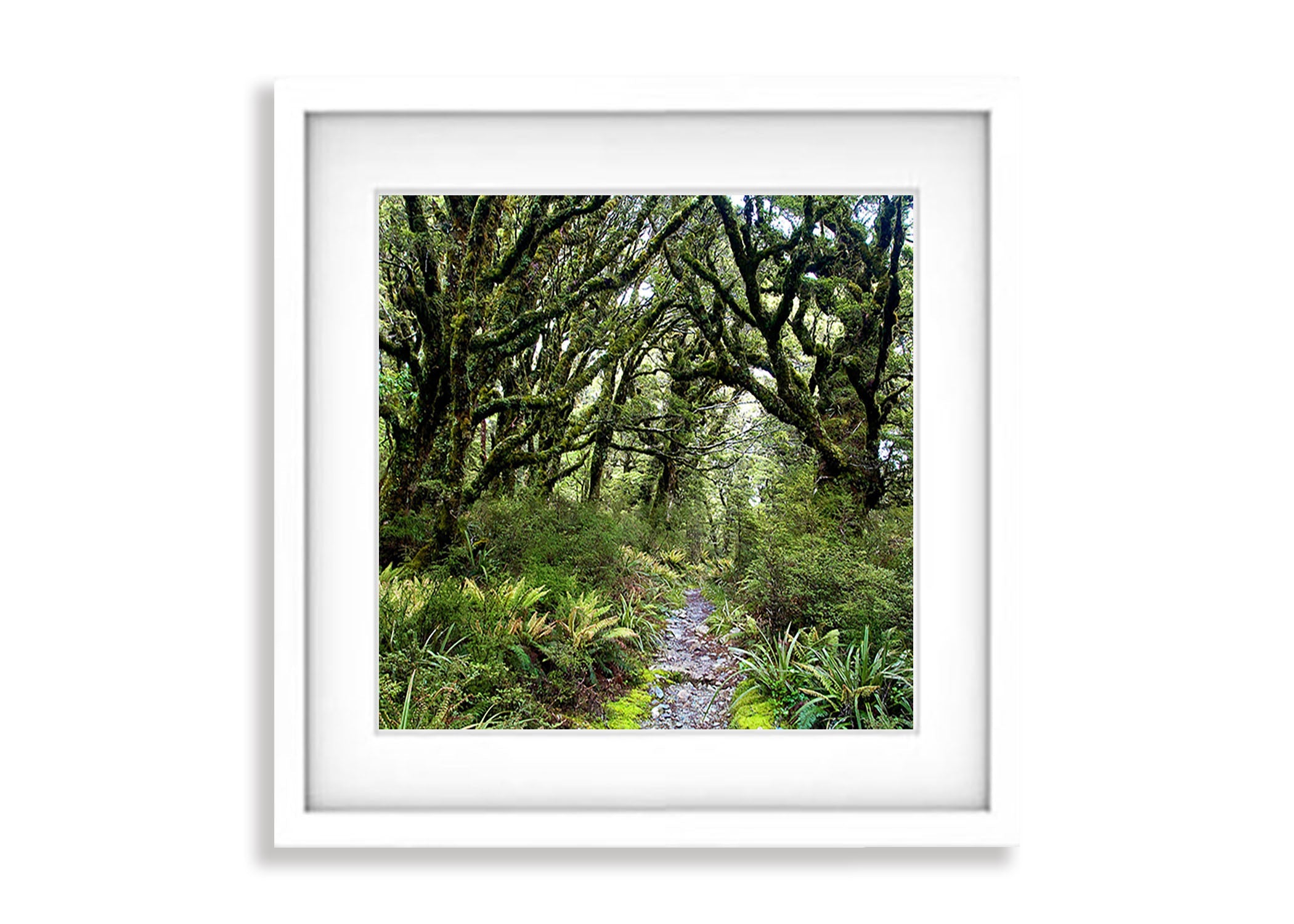Enchanted Journey, Routeburn Track, NZL