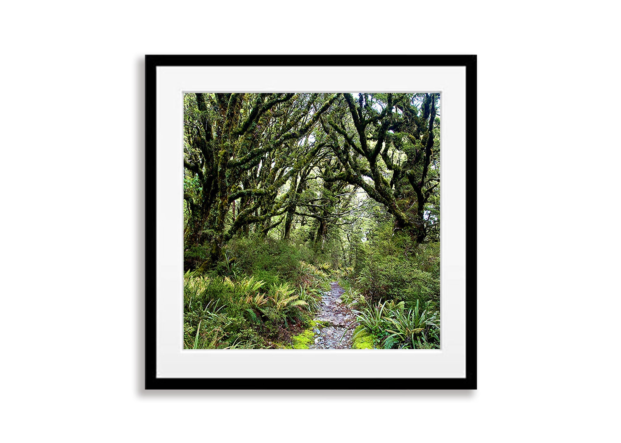 Enchanted Journey, Routeburn Track, NZL