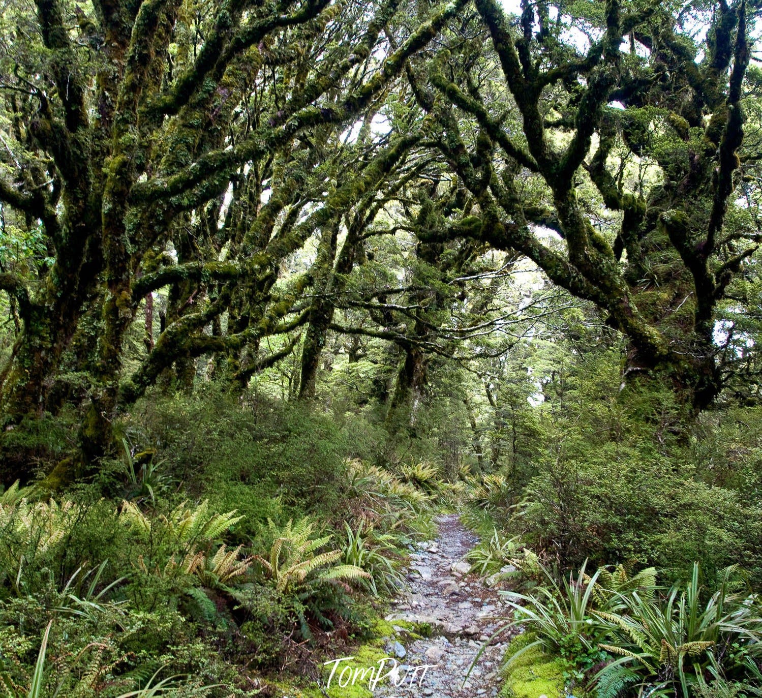 A pathway in the forest with thick messy trees branches over, The Routeburn Track #5 - New Zealand