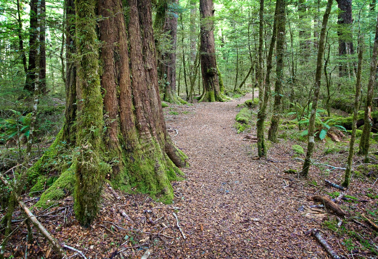 A pathway in the forest with thick trees and plants around, The Routeburn Track - New Zealand 