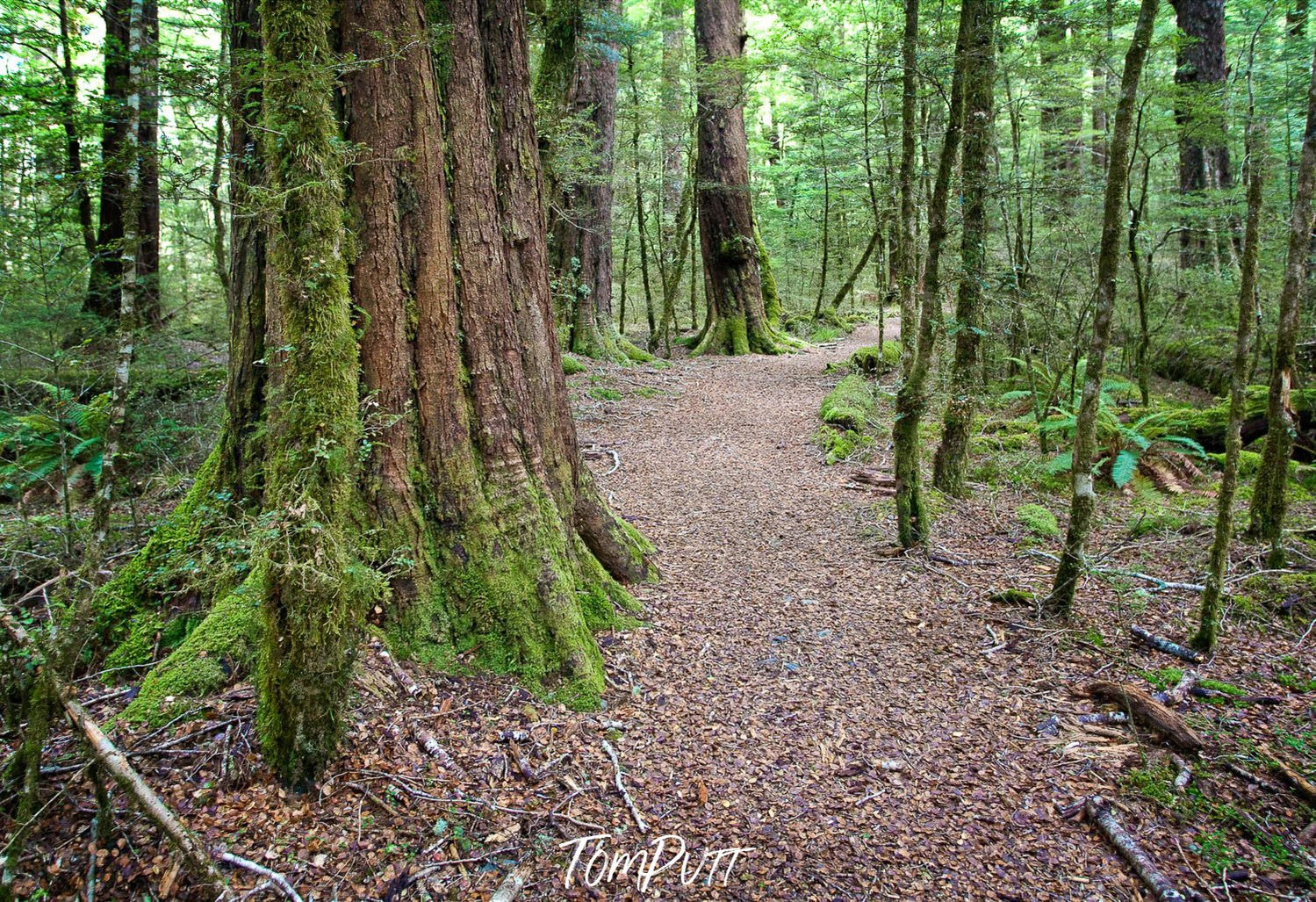A pathway in the forest with thick trees and plants around, The Routeburn Track - New Zealand