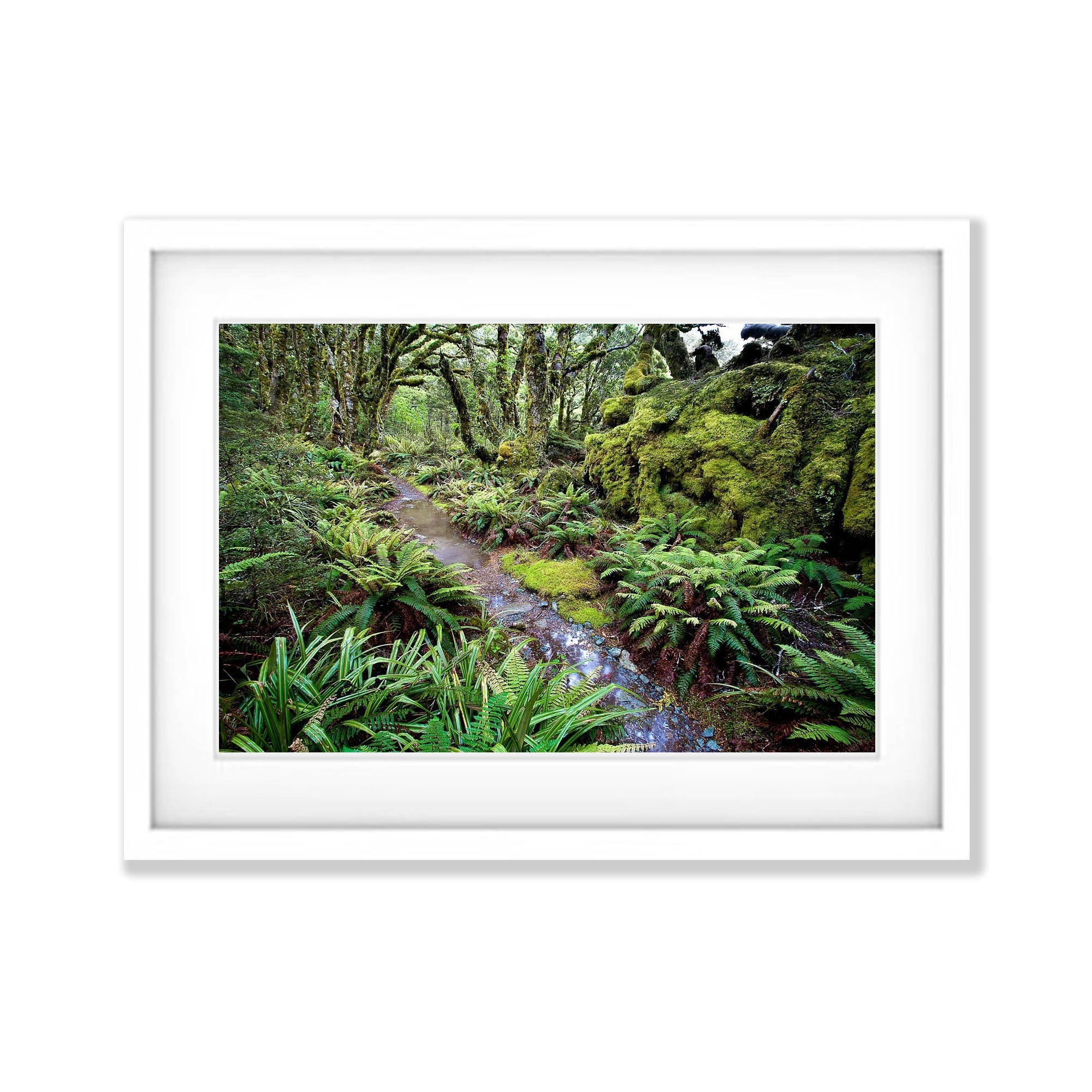 The Routeburn Track through the rainforest - New Zealand