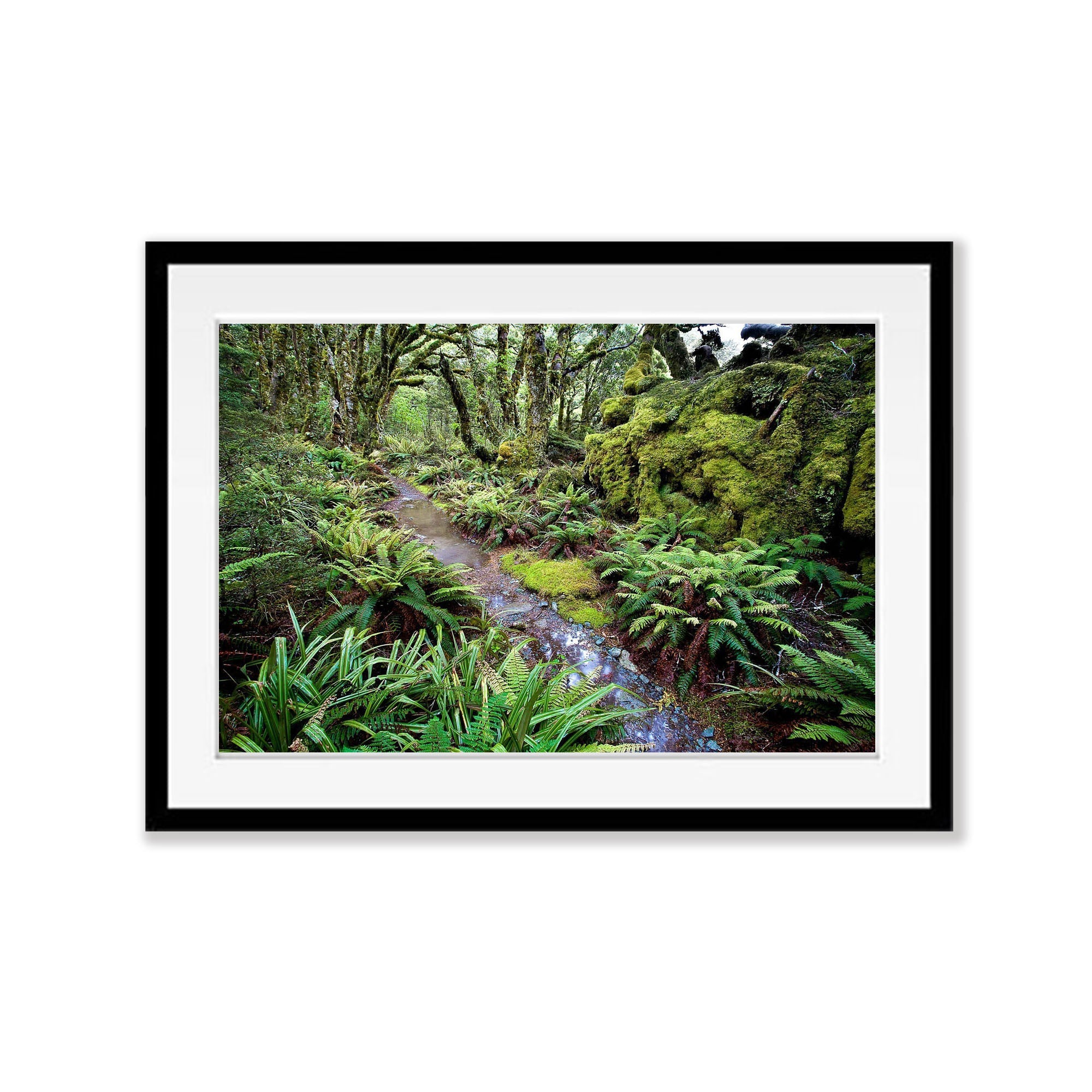 The Routeburn Track through the rainforest - New Zealand