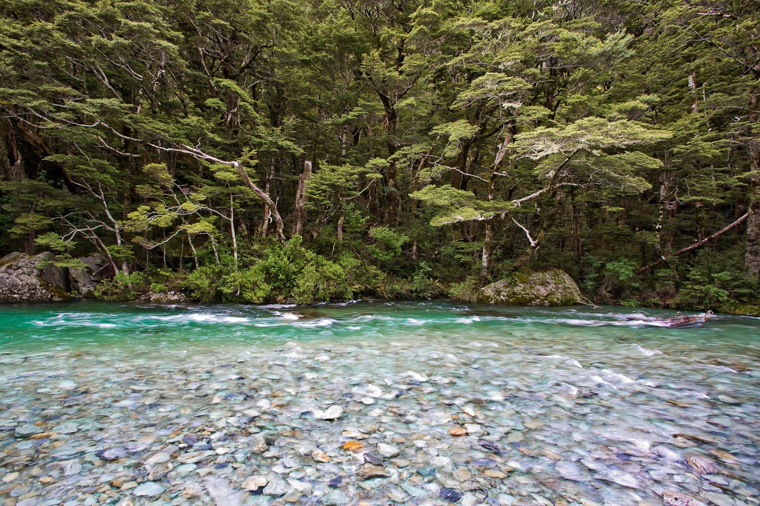 Natural clear pool with high and thick wild green trees behind, The Stunning Route Burn, Routeburn Track - New Zealand
