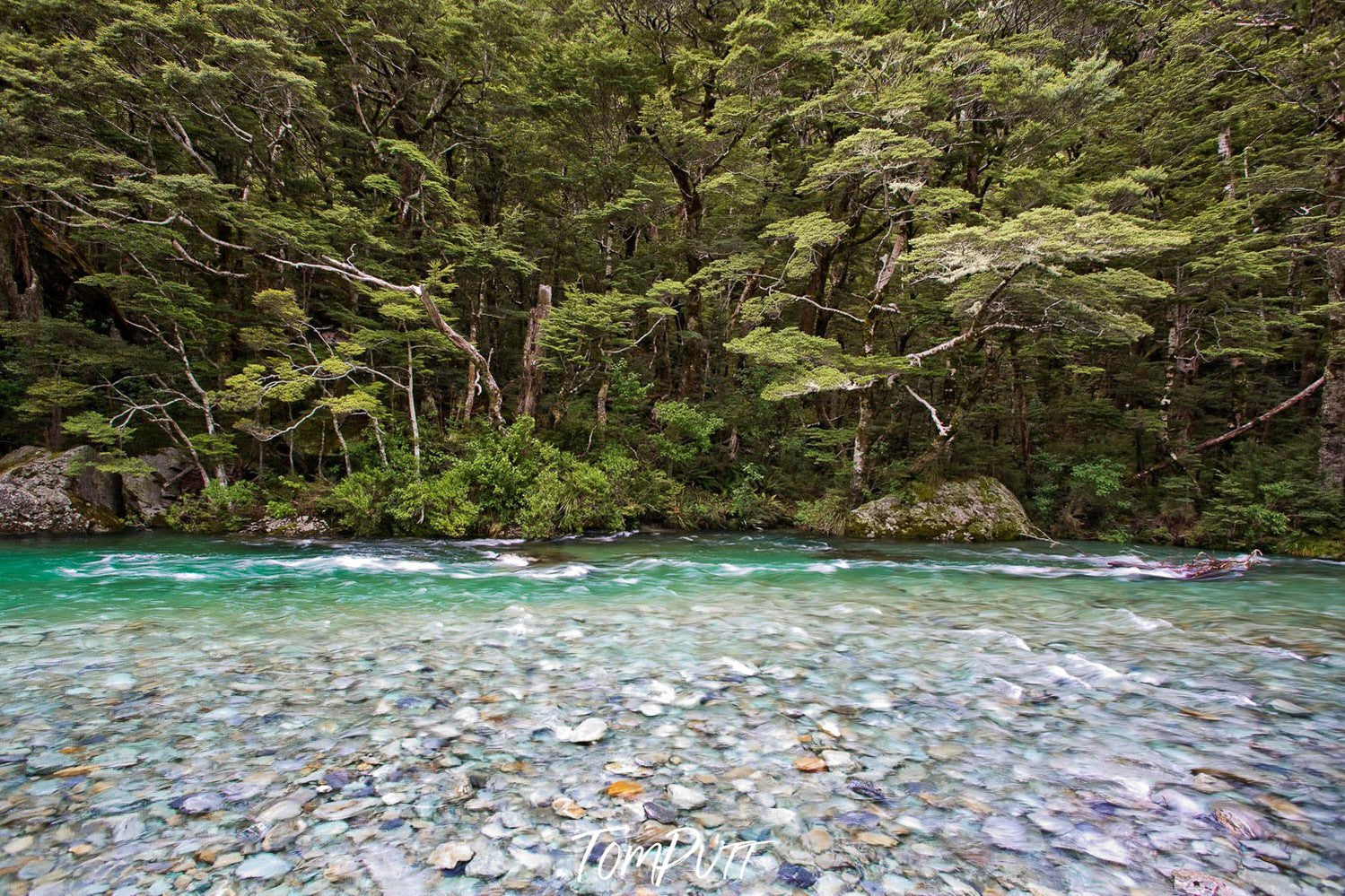 Natural clear pool with high and thick wild green trees behind, The Stunning Route Burn, Routeburn Track - New Zealand