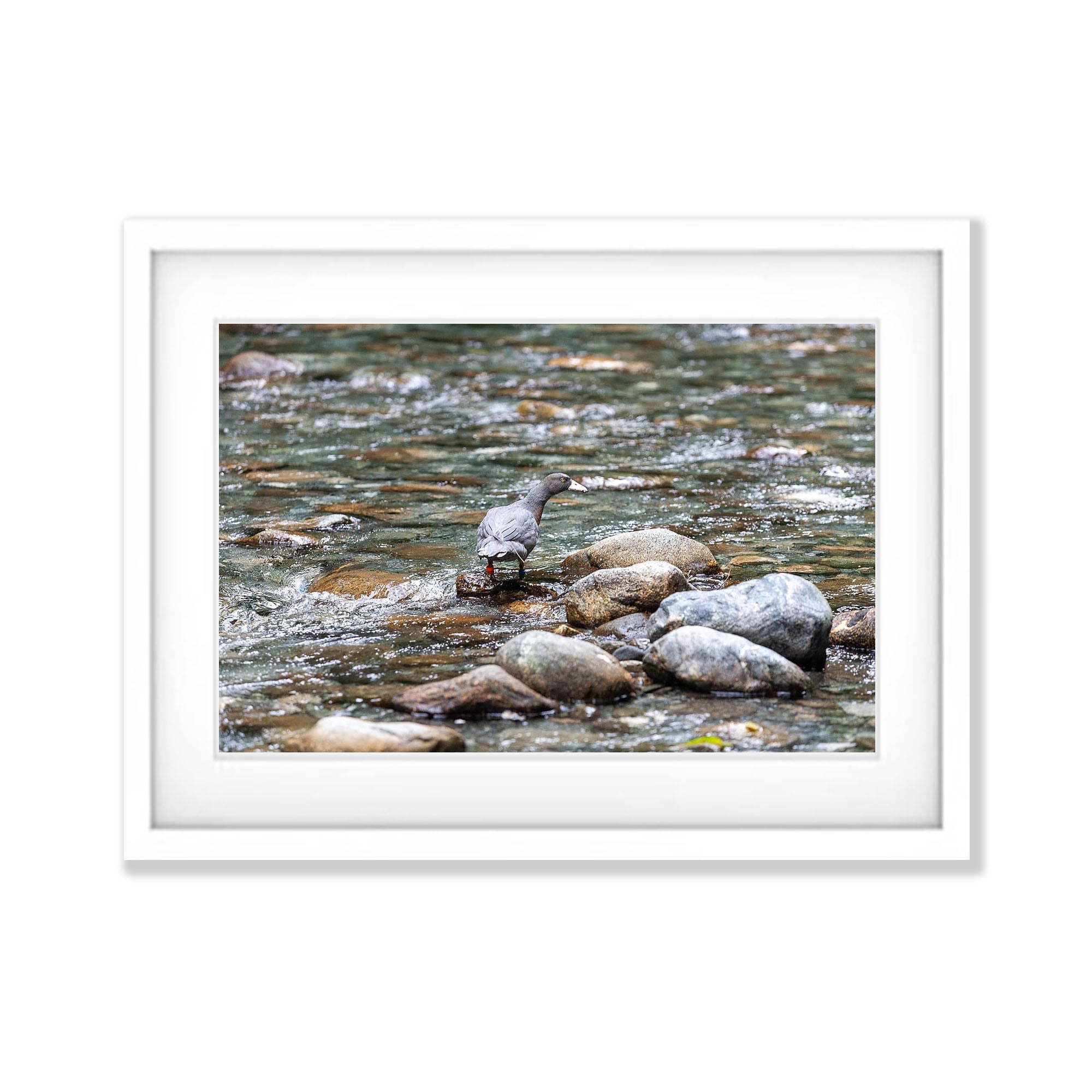 The rare Blue Duck or whio, Milford Track - New Zealand