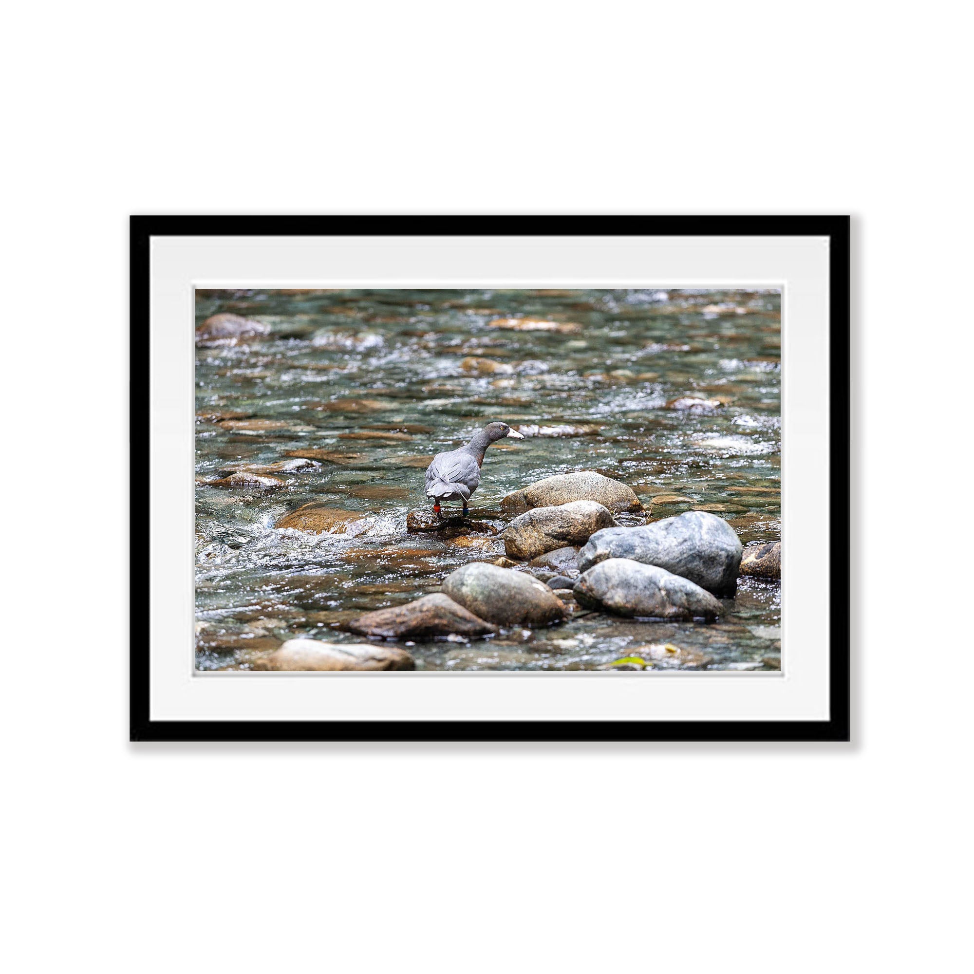 The rare Blue Duck or whio, Milford Track - New Zealand