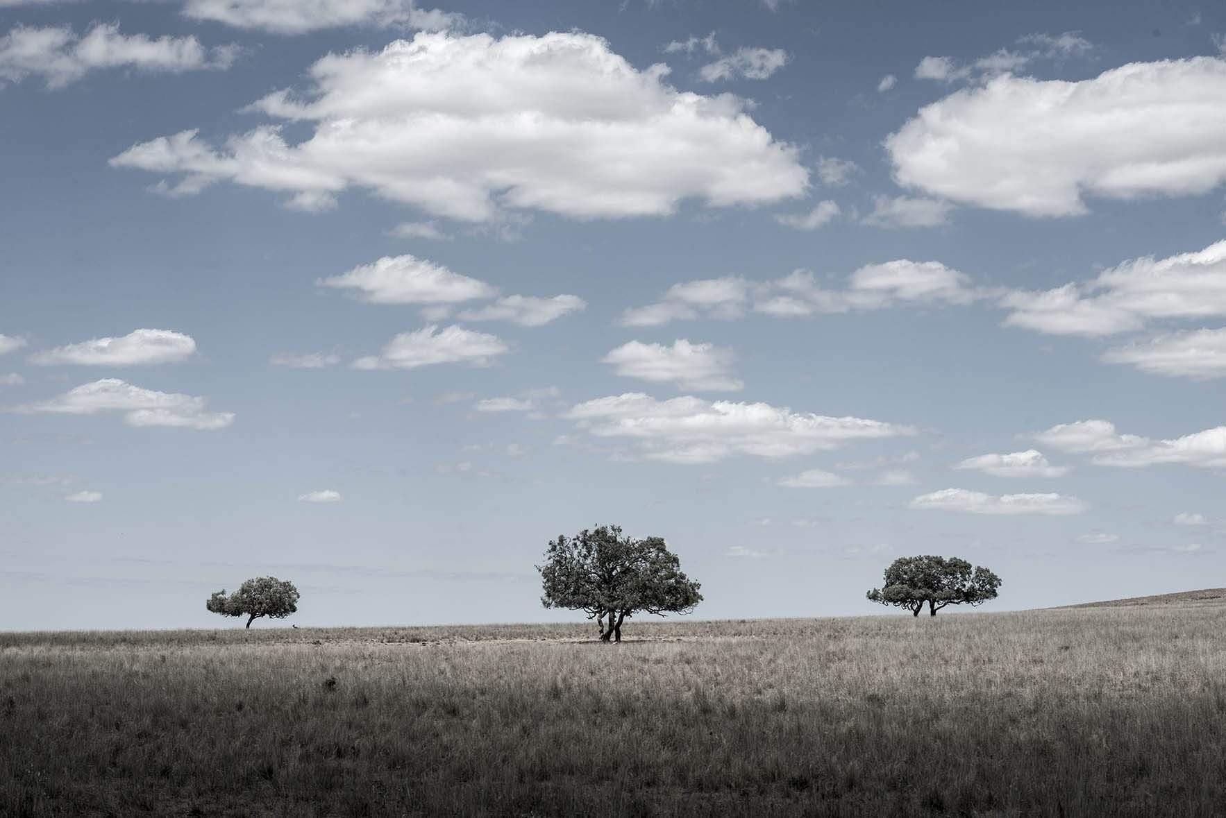 three lone trees in a dry crop field, Three Amigos - Flinders Ranges SA