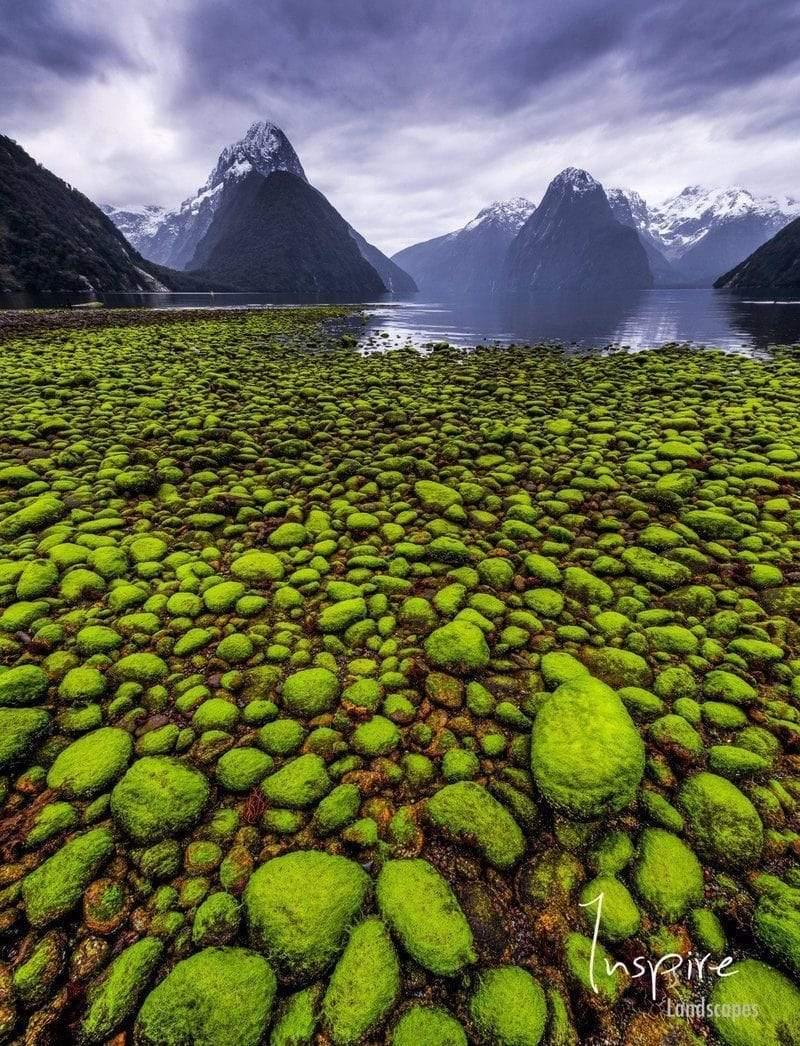 Countless small green stones with some high mountains behind, Tide Out, Milford Sound - New Zealand