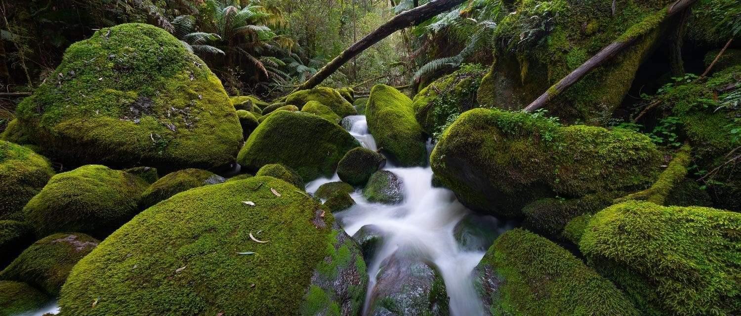 Small watercourse between big boulders covered with fresh grass and bushes, Toorongo Creek - Victorian High Country
