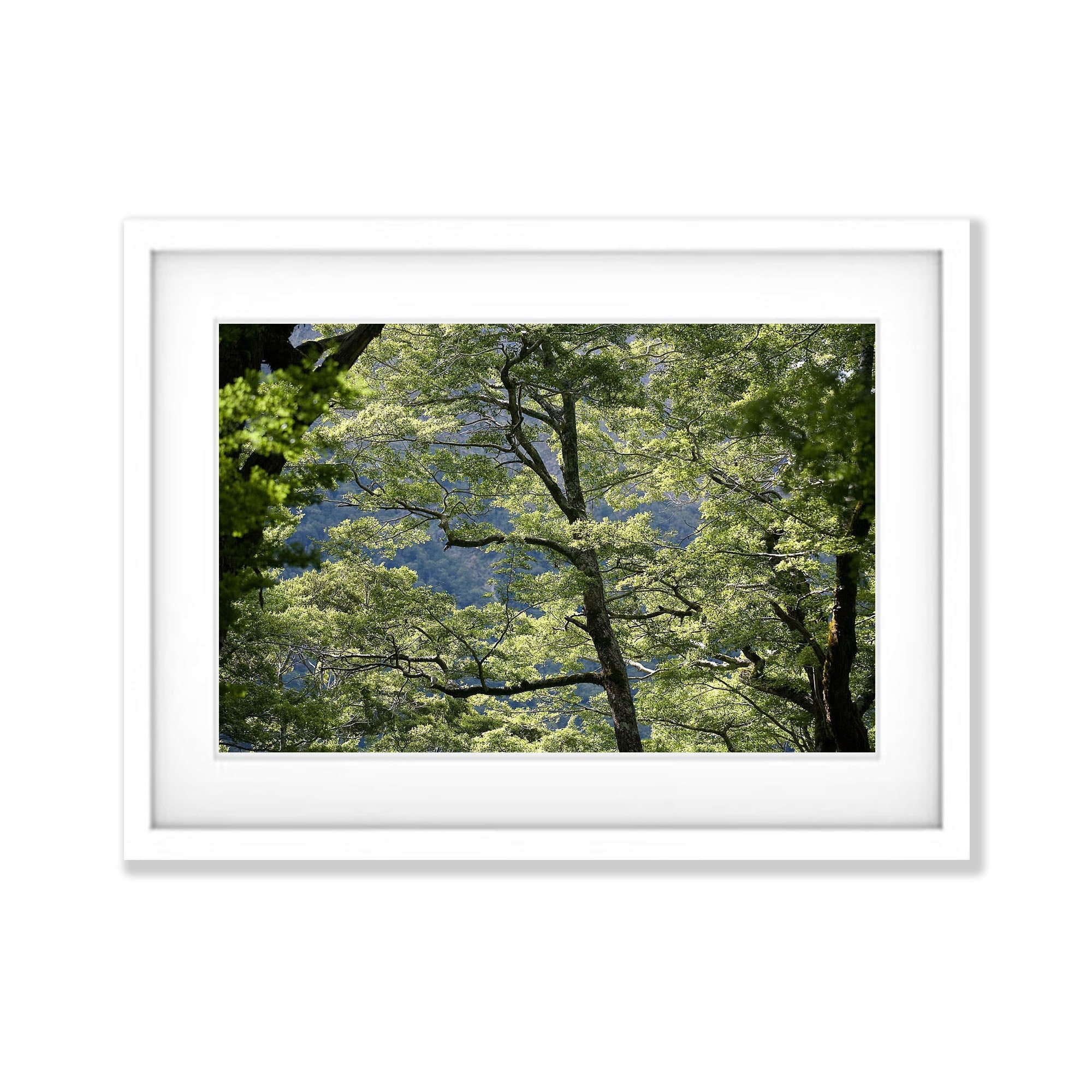 Tree Canopy, Routeburn Track - New Zealand