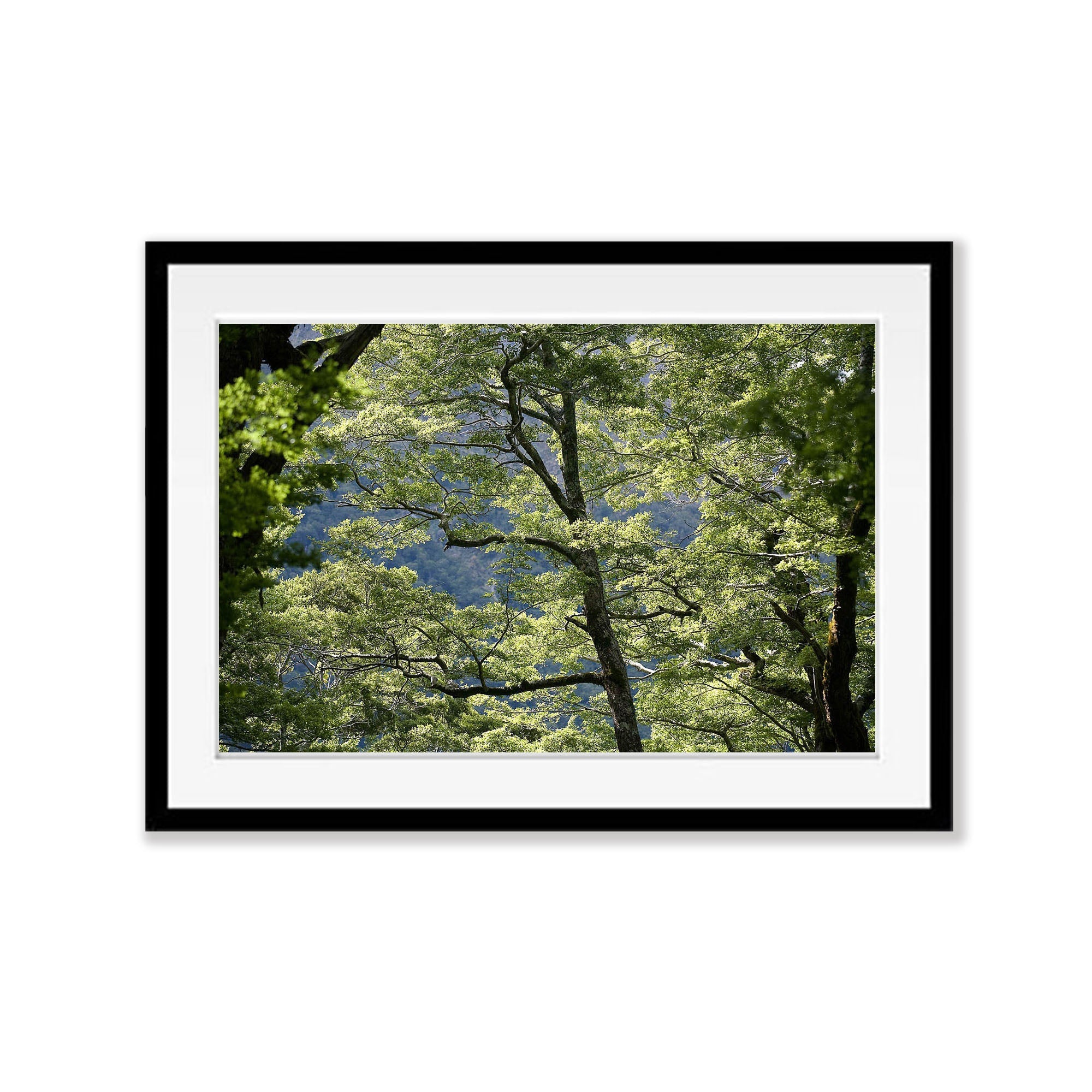 Tree Canopy, Routeburn Track - New Zealand