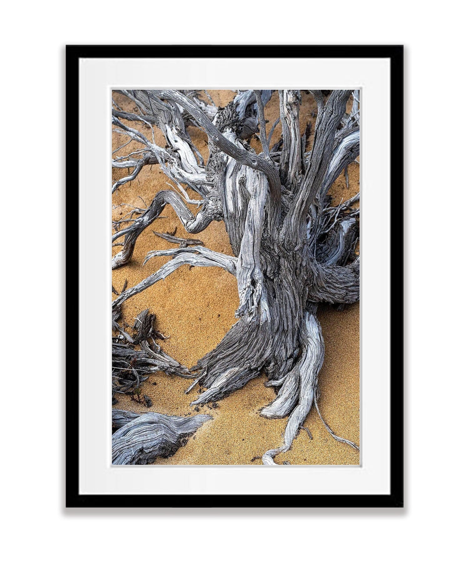 Tree Trunk, Kangaroo Island, South Australia