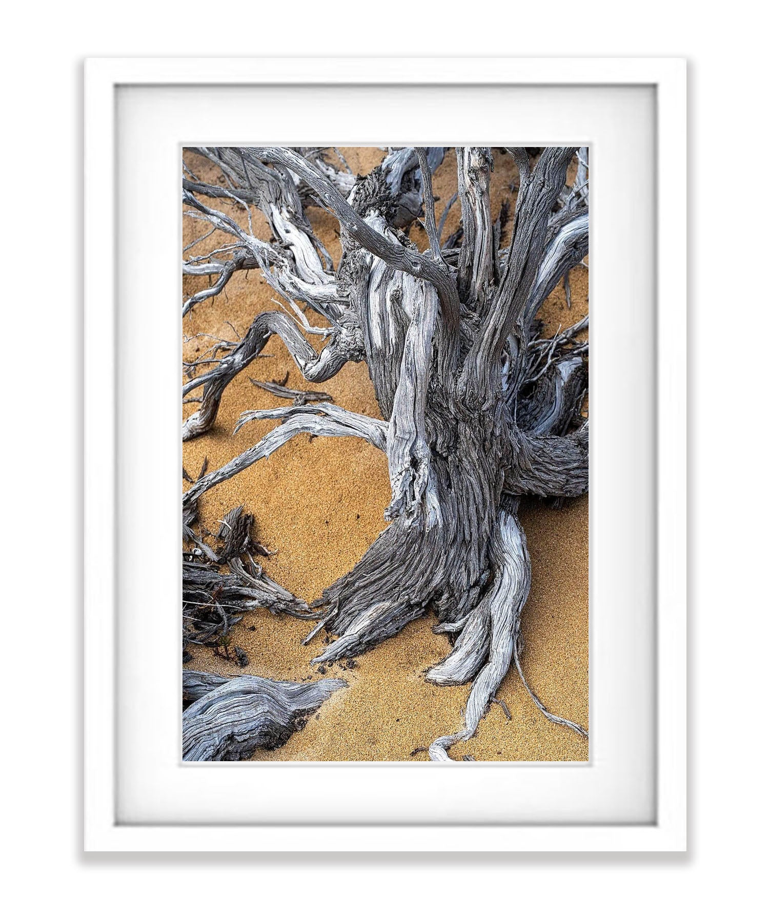 Tree Trunk, Kangaroo Island, South Australia